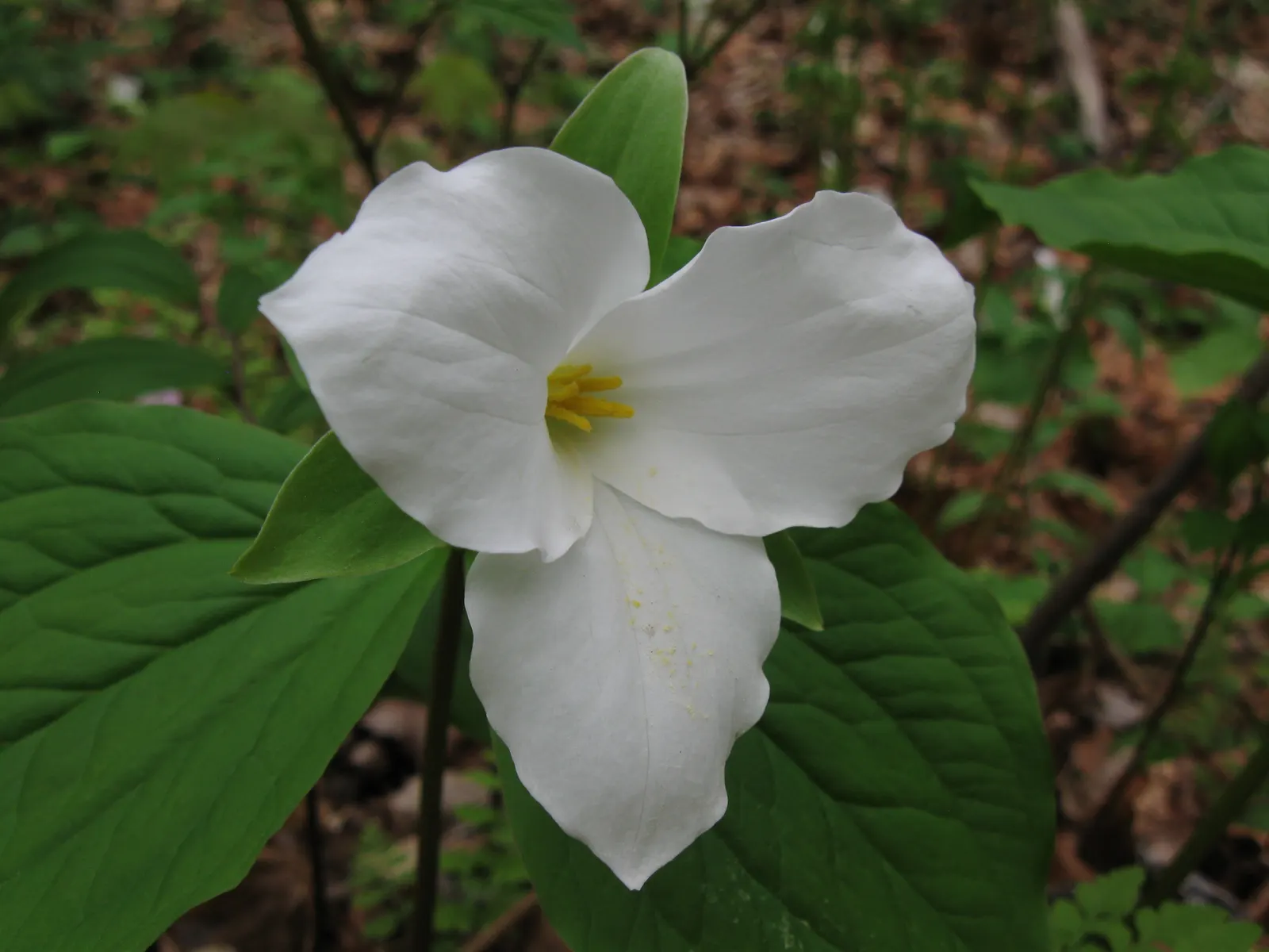 Large Flowered Trilium (Trillium Grandiflorum) — well-drained soil with a high organic content; it is hardy in zones 4 to 8 and remains a classic, image 84