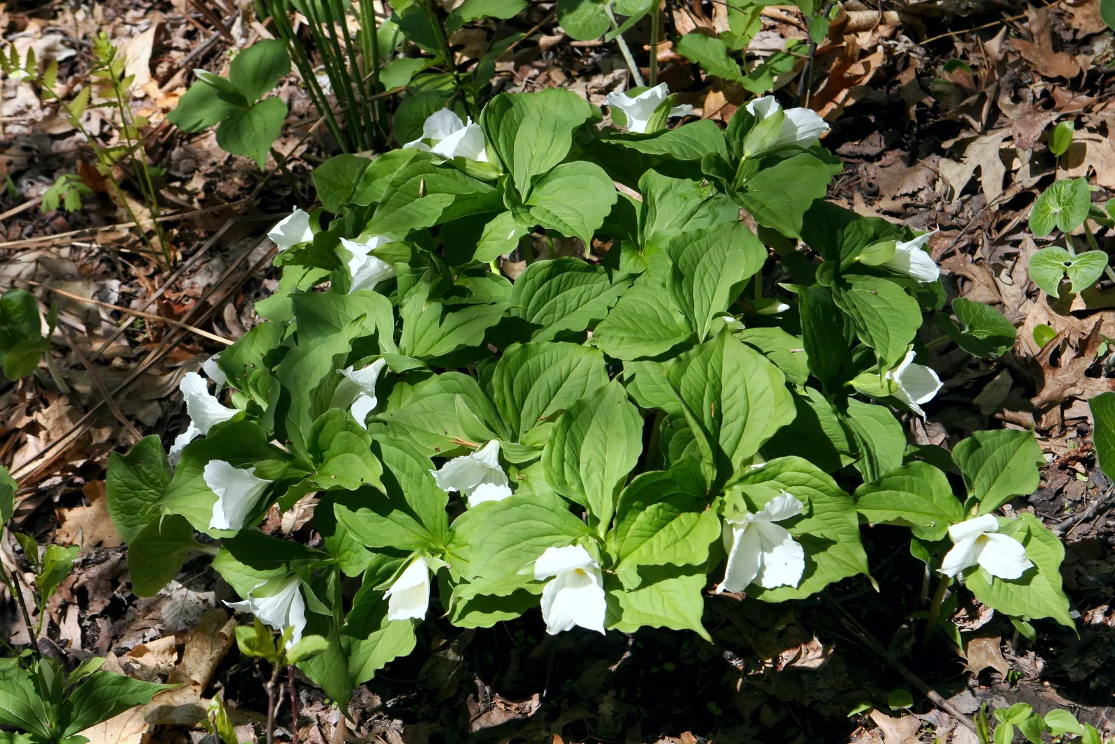 Large Flowered Trilium (Trillium Grandiflorum) — Its bloom period is in early to late spring