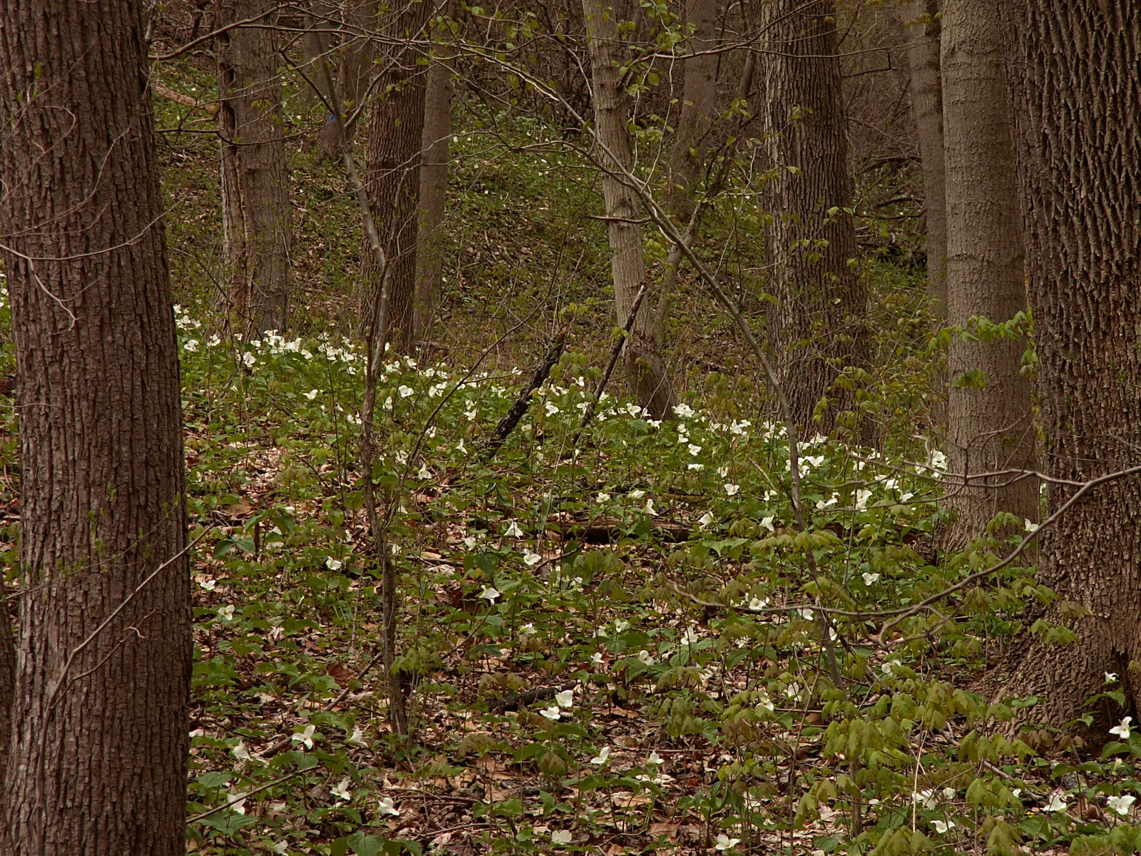 Large Flowered Trilium (Trillium Grandiflorum) — white flowers in the garden