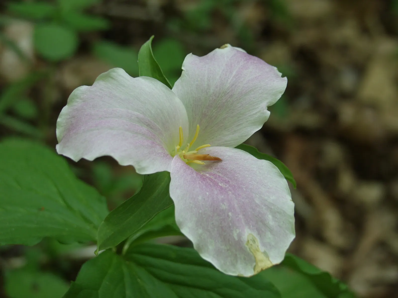 Large Flowered Trilium (Trillium Grandiflorum) — Each stem typically bears a whorl of three dark green leaves