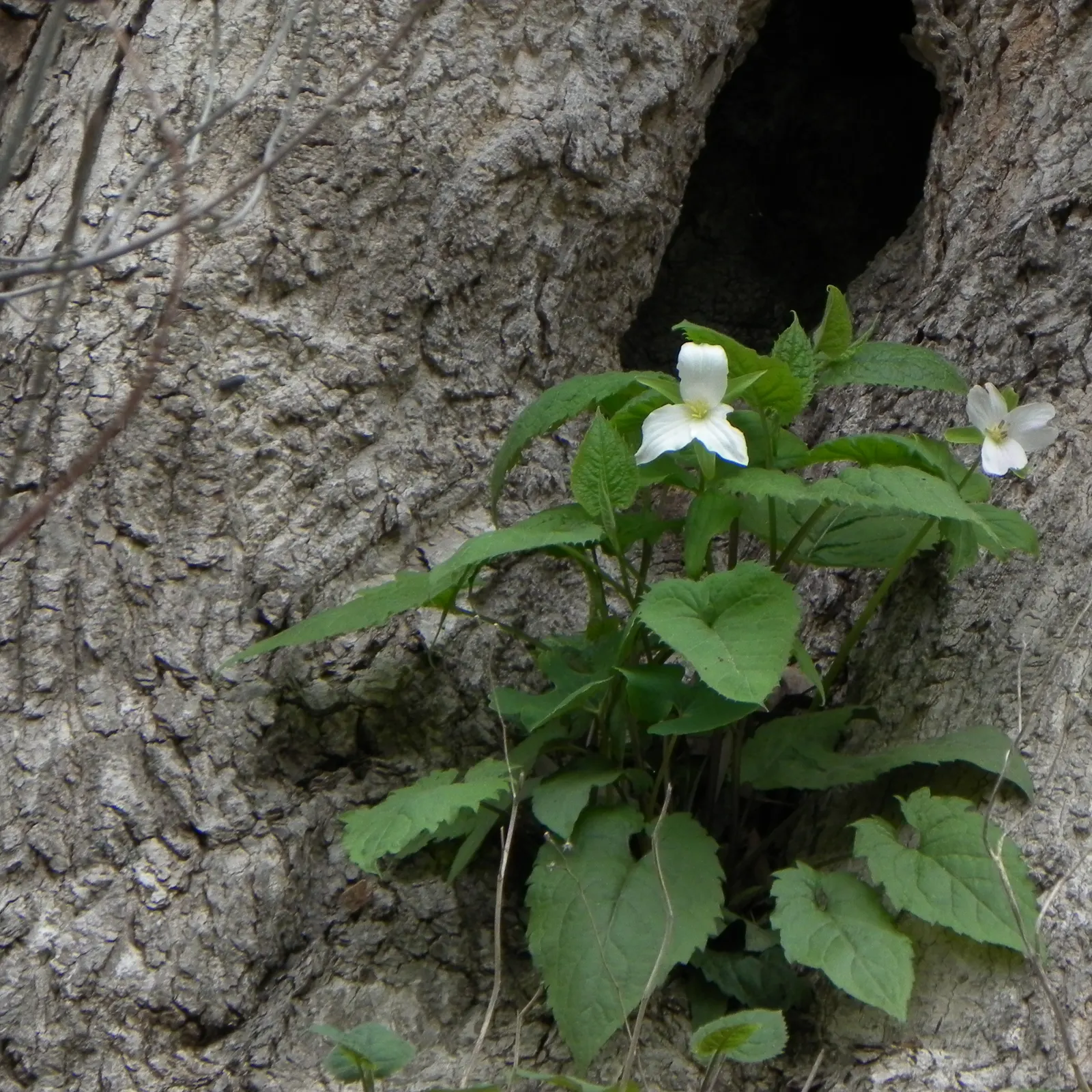 Large Flowered Trilium (Trillium Grandiflorum) — This woodland wildflower is an excellent choice for shaded or semi-shaded areas of your landscape, image 74