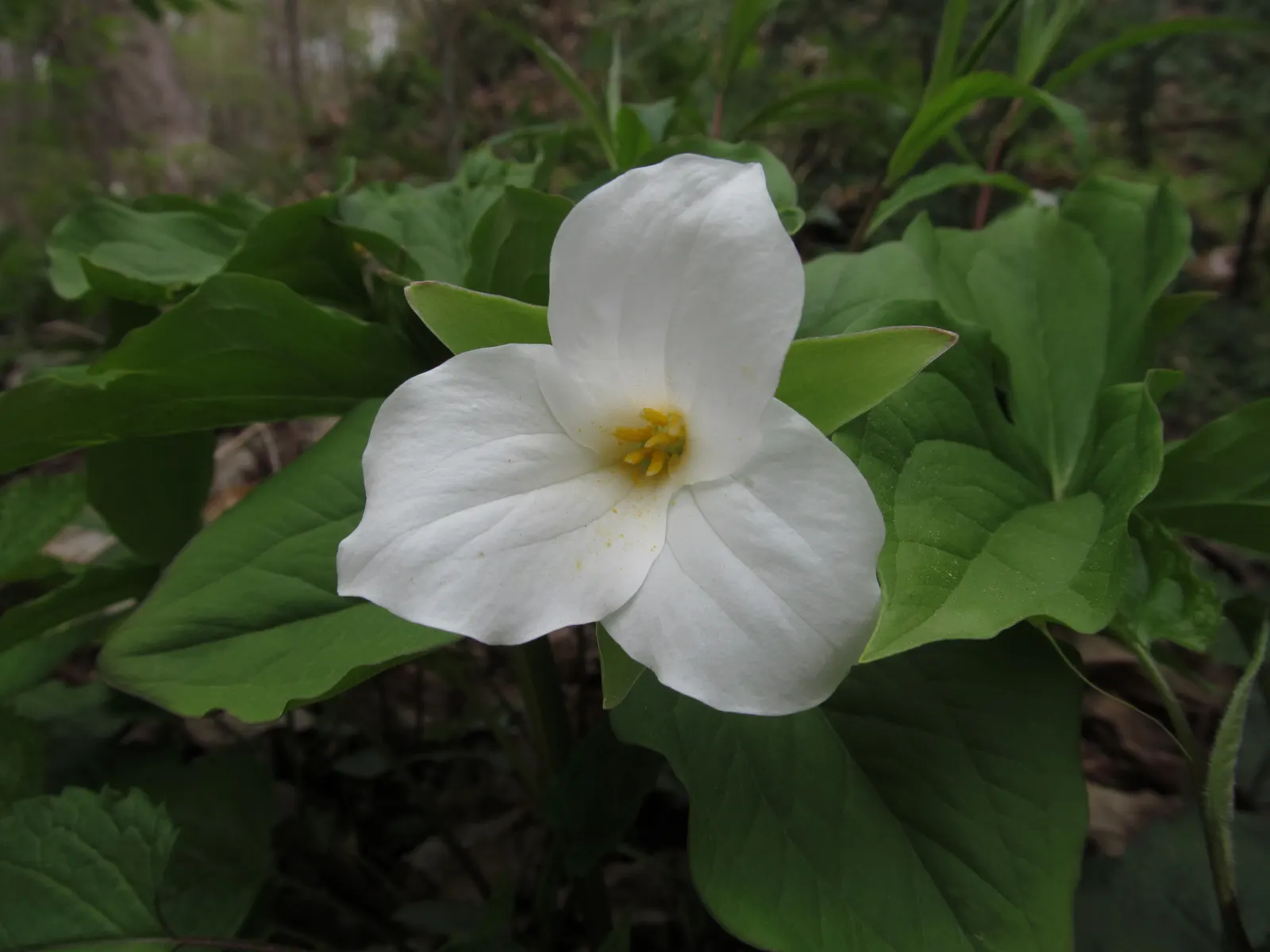Large Flowered Trilium (Trillium Grandiflorum) — As it is sensitive to disturbance; three-petaled flowers spanning up to 4 inches, image 85