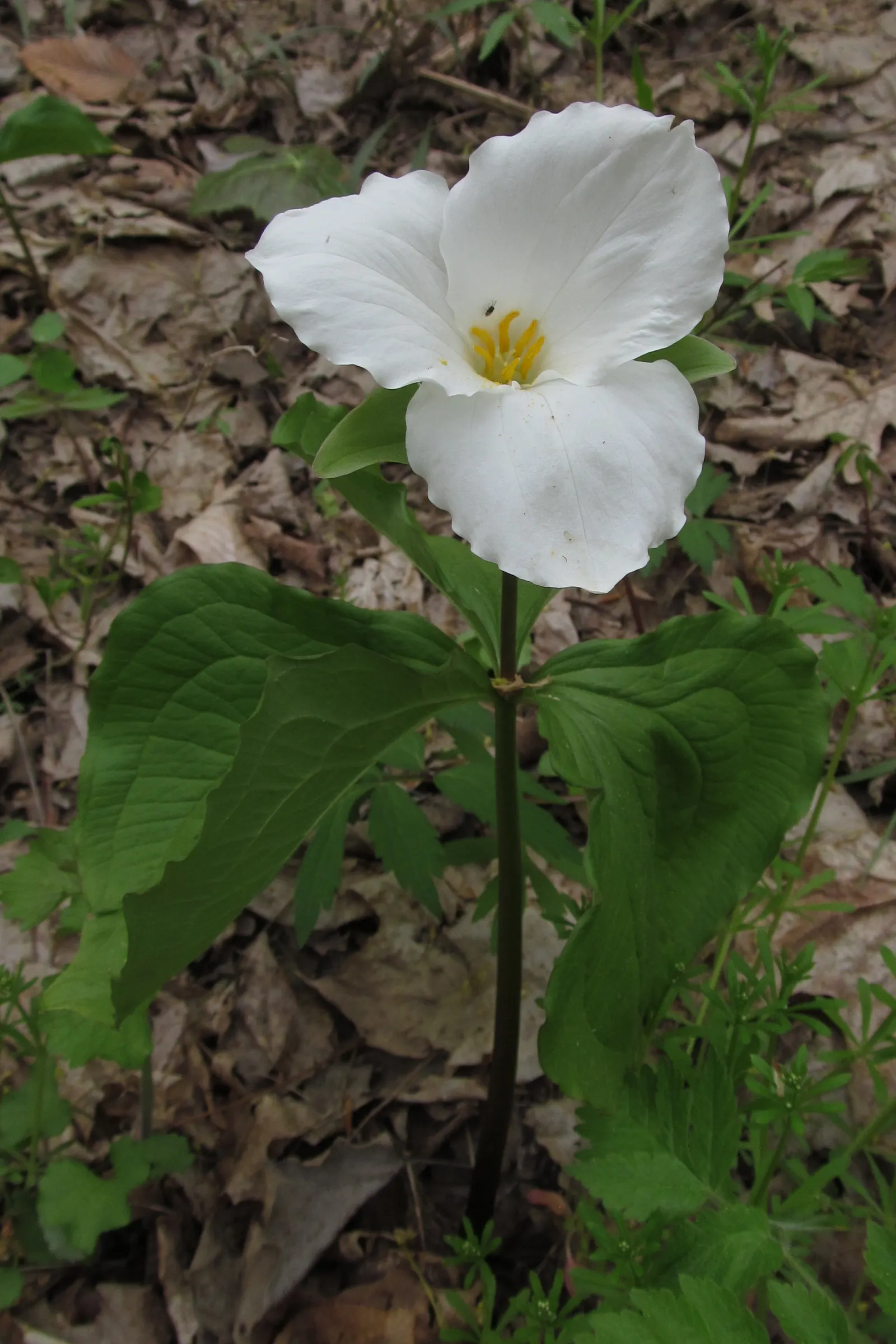 Large Flowered Trilium (Trillium Grandiflorum) — Ideal for woodland gardens or shaded areas; well-drained soil with a high organic content, image 101