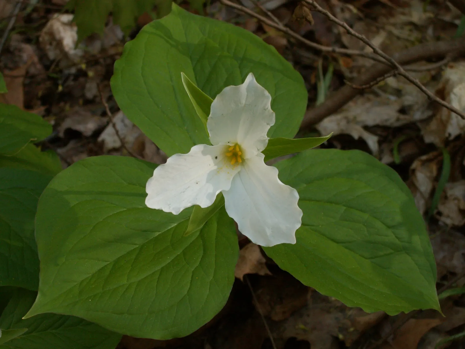 Large Flowered Trilium (Trillium Grandiflorum) — depending on local climate conditions