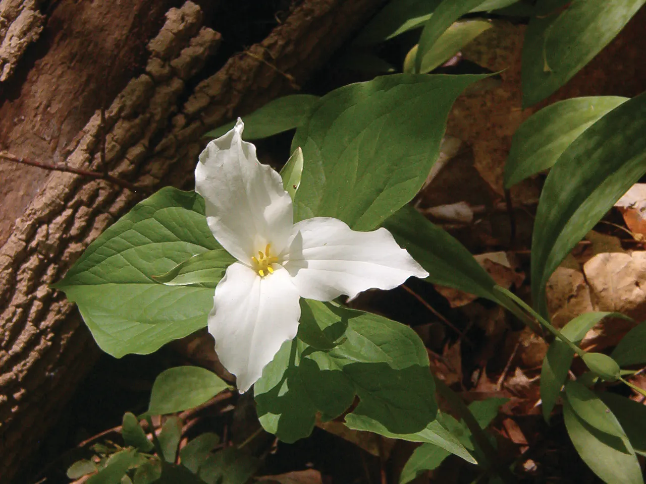 Large Flowered Trilium (Trillium Grandiflorum) — Trillium grandiflorum may go dormant in summer; creating a lush backdrop for the stunning flowers, image 118