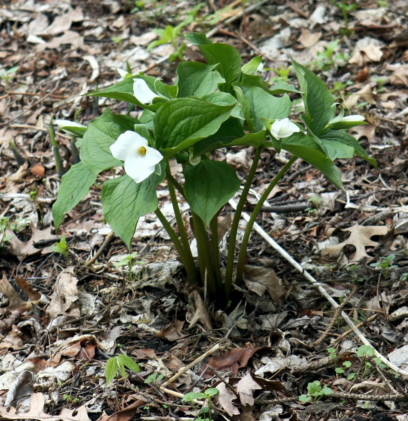 Large Flowered Trilium (Trillium Grandiflorum) — which can form impressive drifts over time; recognizable by its stunning