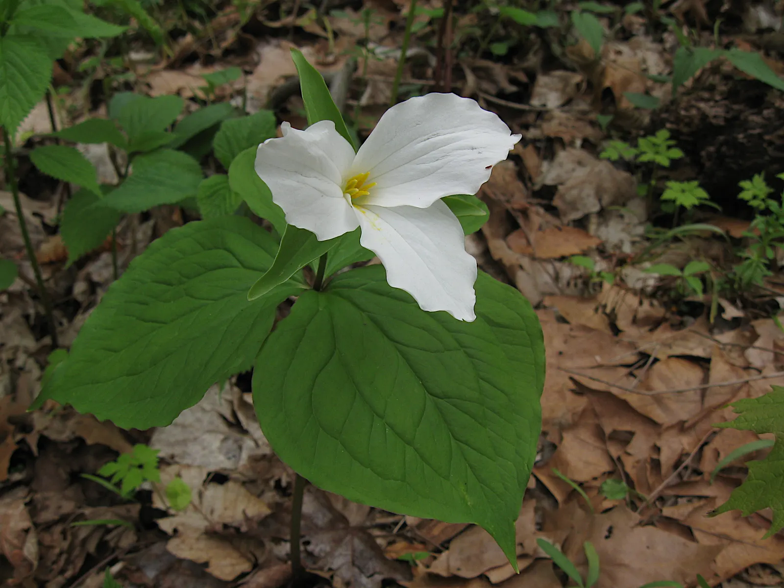 Large Flowered Trilium (Trillium Grandiflorum) — Trillium grandiflorum, the Large-Flowered Trillium, flourishes in U.S; this perennial prefers, image 94