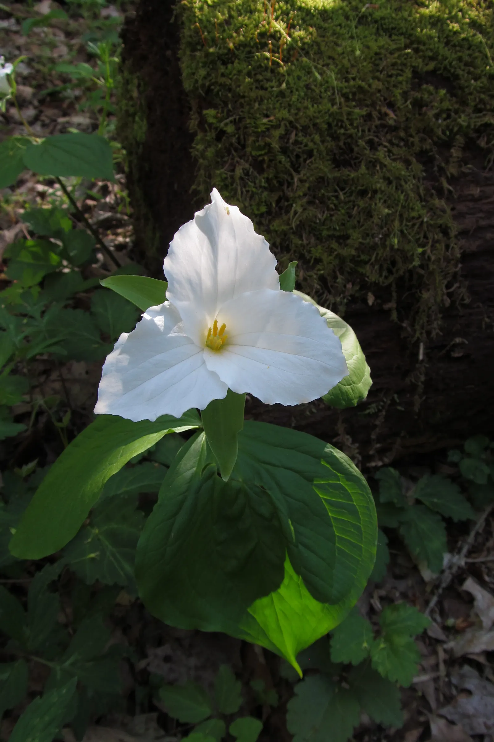 Large Flowered Trilium (Trillium Grandiflorum) — Its bloom period is in early to late spring; trillium grandiflorum, the Large-Flowered Trillium, image 129