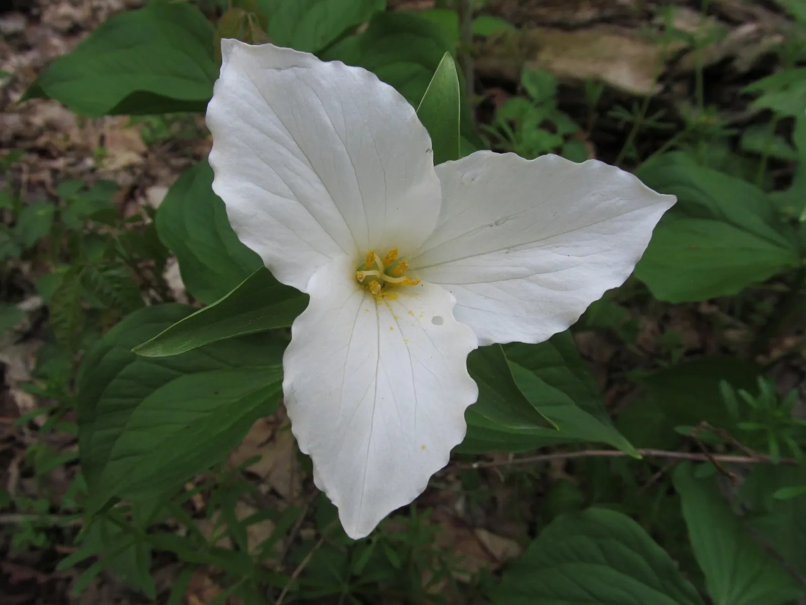 Large Flowered Trilium (Trillium Grandiflorum) — three-petaled flowers spanning up to 4 inches; measuring up to 3 to 4 inches in diameter