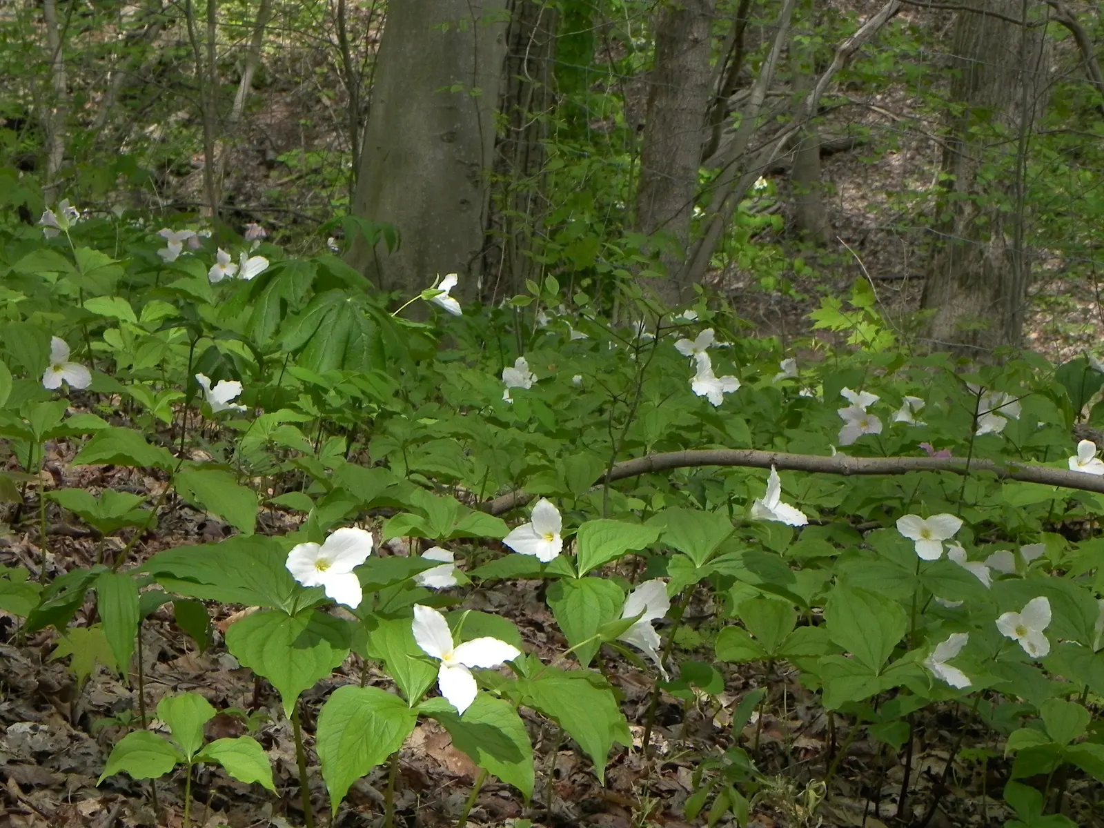 Large Flowered Trilium (Trillium Grandiflorum) — measuring up to 3 to 4 inches in diameter; bulb / perennial with white blooms, image 111