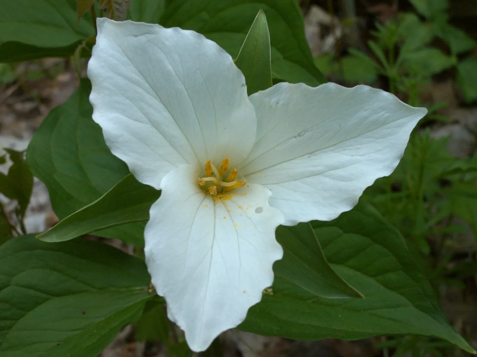 Large Flowered Trilium (Trillium Grandiflorum) — It is hardy in zones 4 to 8 and remains a classic choice for a shade or woodland garden