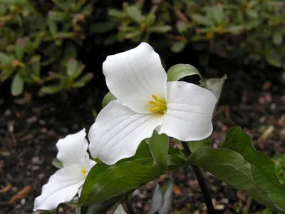 Large Flowered Trilium (Trillium Grandiflorum) — it thrives in well-drained; each stem typically bears a whorl of three dark green leaves, image 131