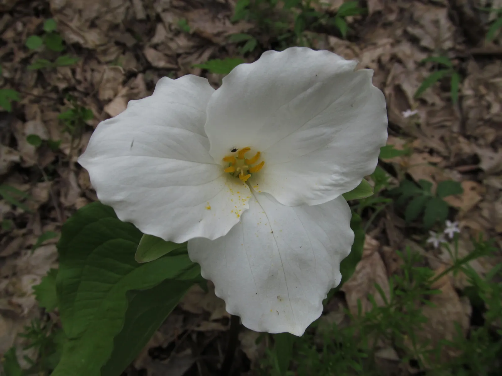 Large Flowered Trilium (Trillium Grandiflorum) — three-petaled flowers spanning up to 4 inches; measuring up to 3 to 4 inches in diameter, image 96