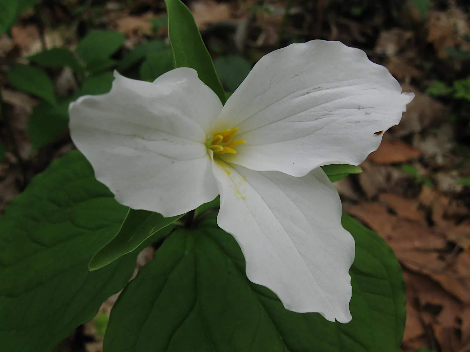 Large Flowered Trilium (Trillium Grandiflorum) — white flowers in the garden; which can form impressive drifts over time