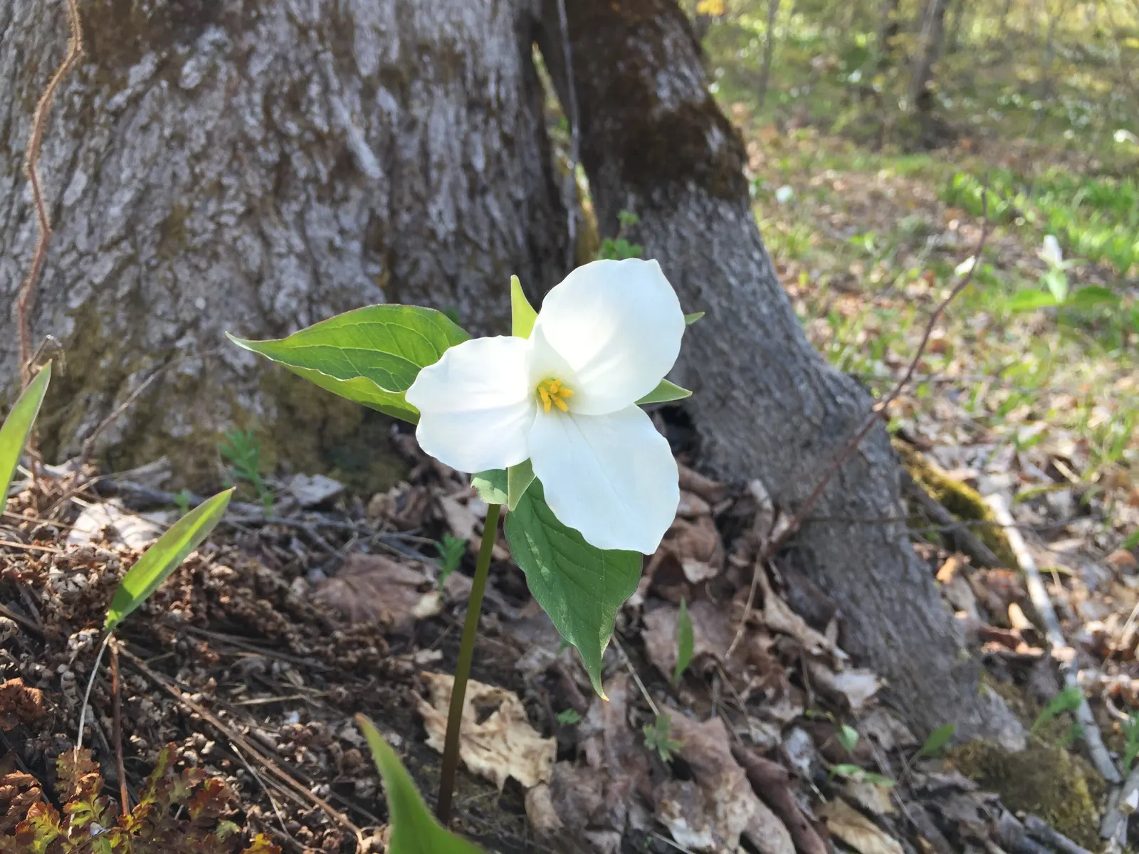 Large Flowered Trilium (Trillium Grandiflorum) — commonly referred to as the Large Flowered Trillium; white flowers in the garden, image 102