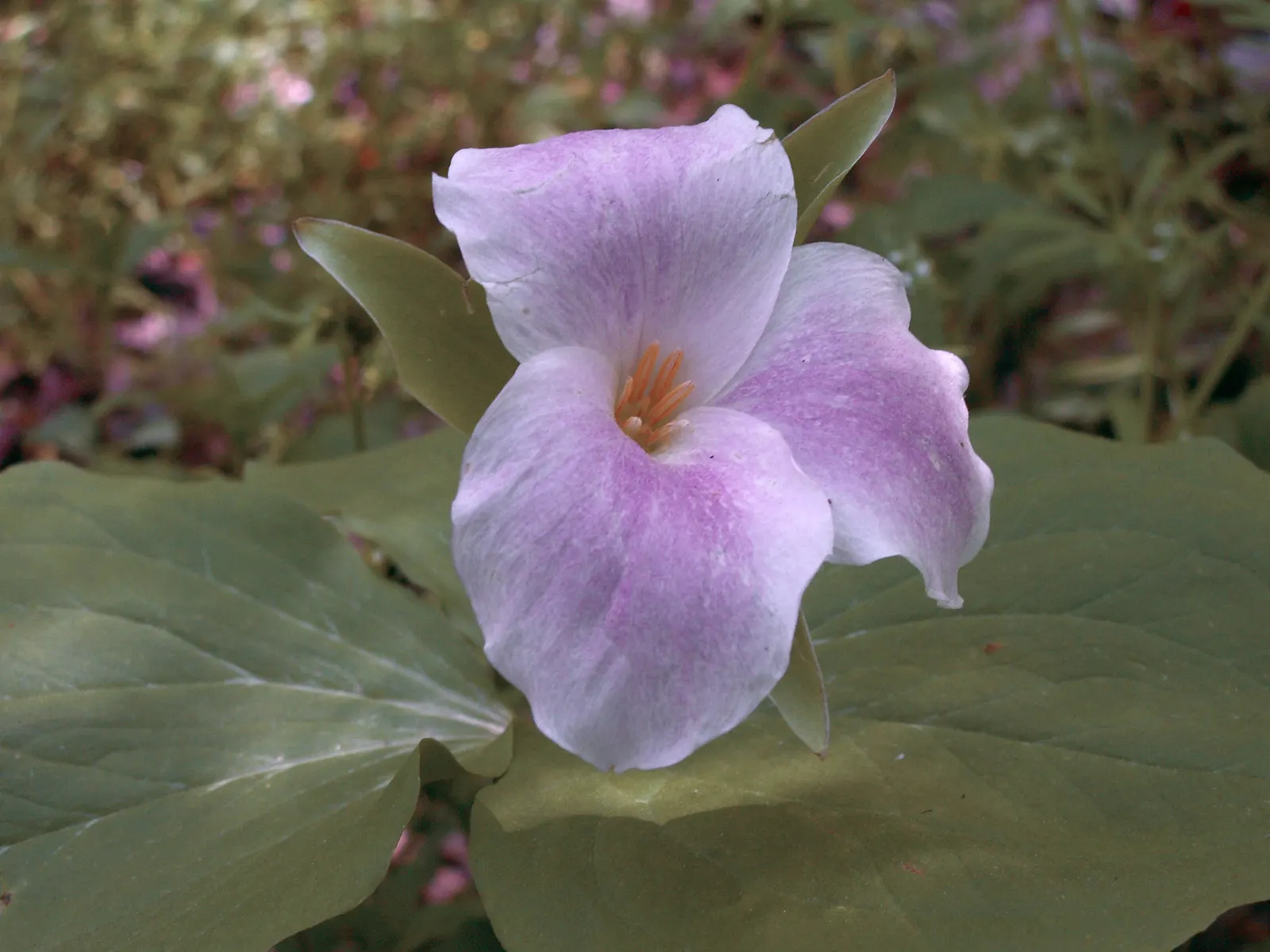 Large Flowered Trilium (Trillium Grandiflorum) — it thrives in well-drained; each stem typically bears a whorl of three dark green leaves, image 100