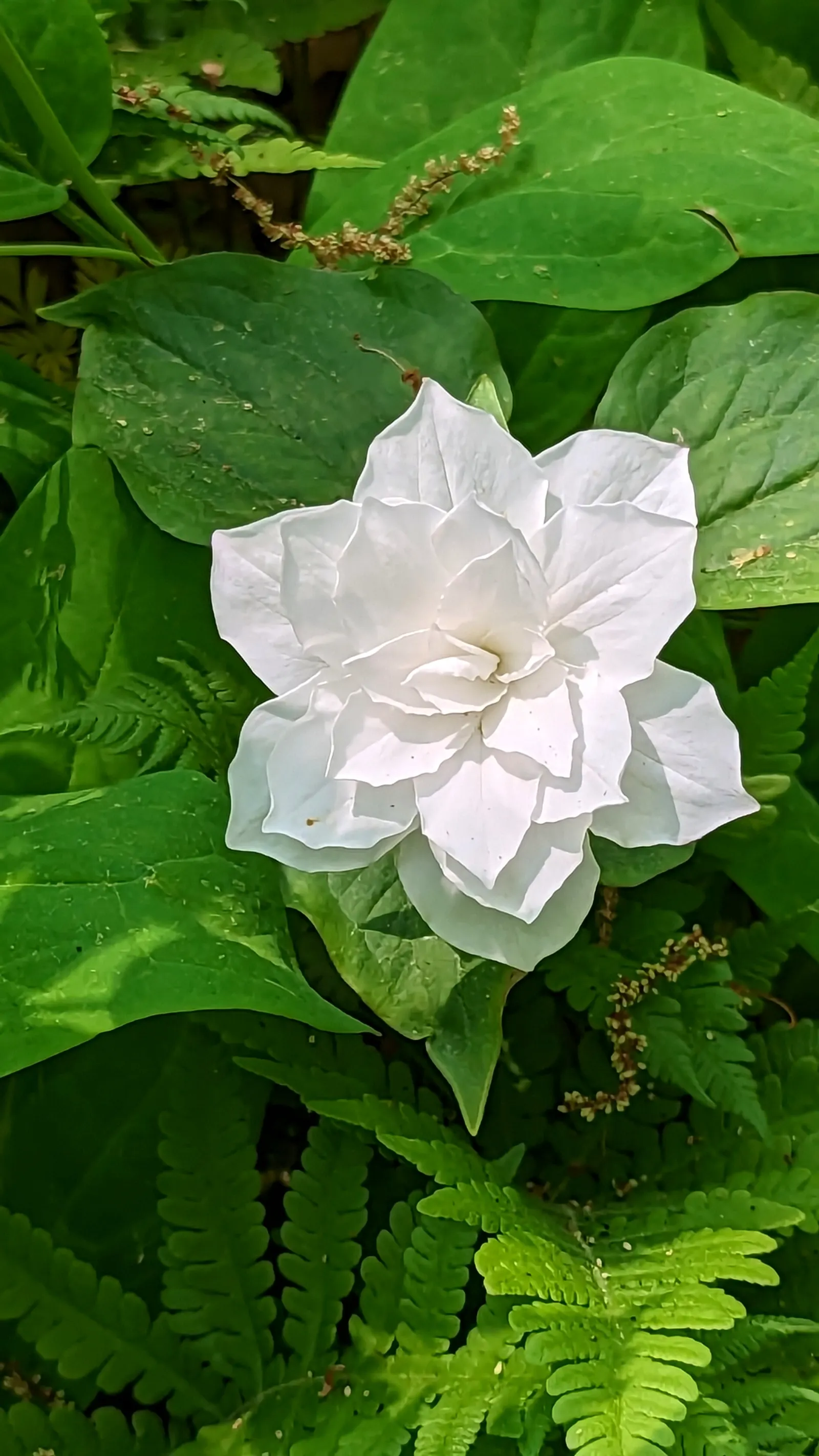 Large Flowered Trilium (Trillium Grandiflorum) — creating a lush backdrop for the stunning flowers; as it is sensitive to disturbance, image 110