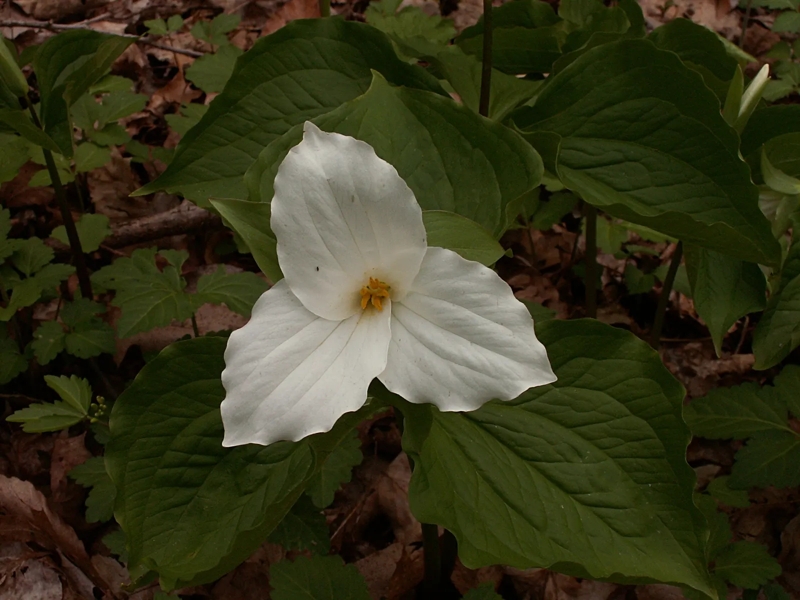 Large Flowered Trilium (Trillium Grandiflorum) — measuring up to 3 to 4 inches in diameter; bulb / perennial with white blooms