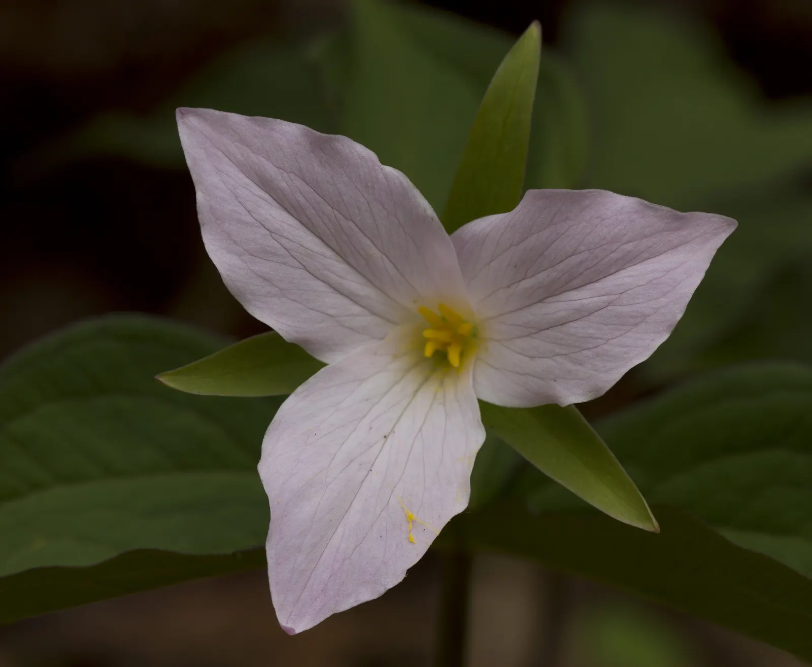 Large Flowered Trilium (Trillium Grandiflorum) — creating a lush backdrop for the stunning flowers