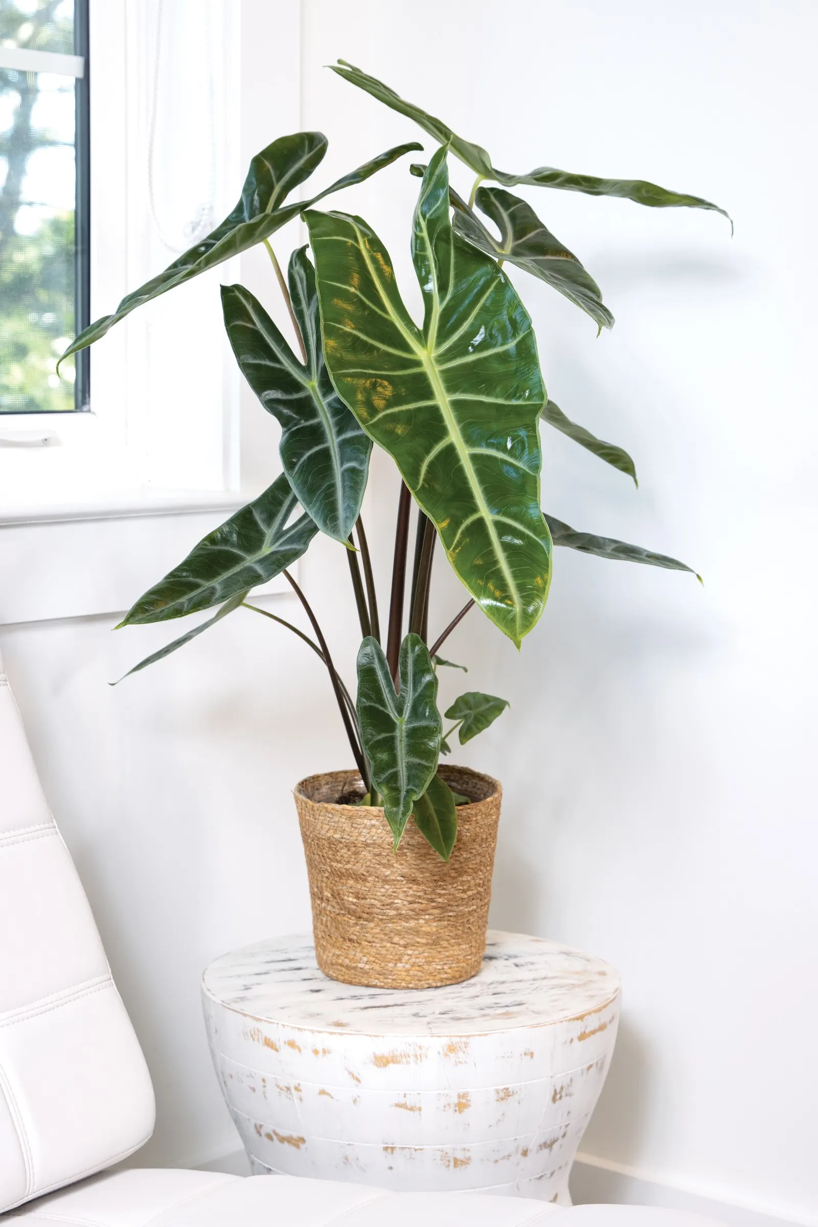 Longiloba Elephant Ear (Alocasia longiloba) — The Alocasia longiloba is a sculptural tropical houseplant with deep green