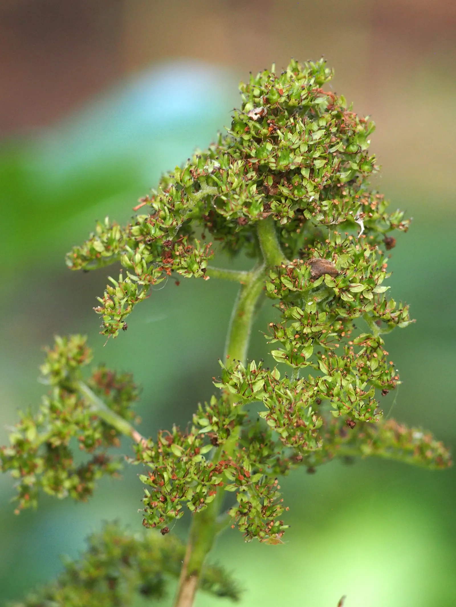 Rodgersia (Rodgersia 'Bronze Peacock') — is a choice specimen for adding both architectural form and resilient