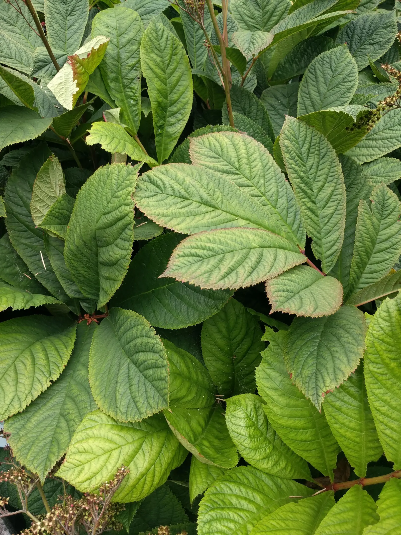 Rodgersia (Rodgersia 'Bronze Peacock') — a striking herbaceous perennial