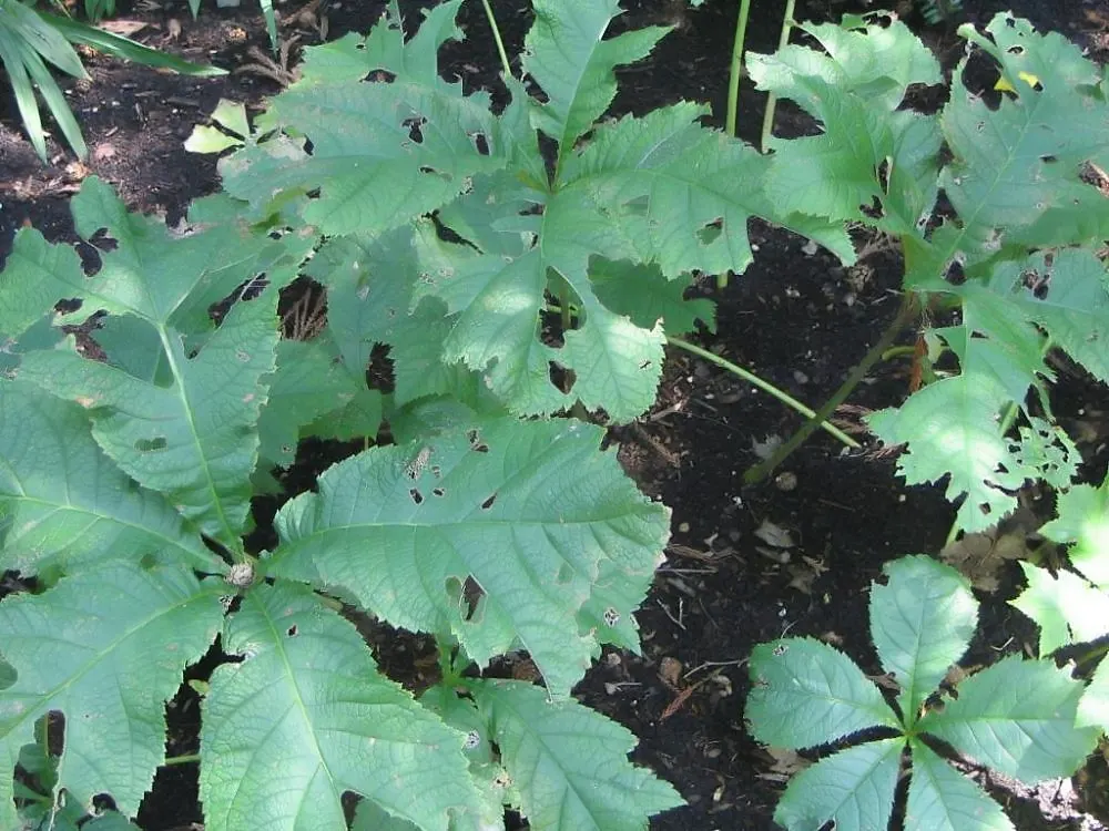 Rodgersia (Rodgersia 'Bronze Peacock') — Its dense clumps reach up to 3 feet in height and can span up to 2.5 feet wide