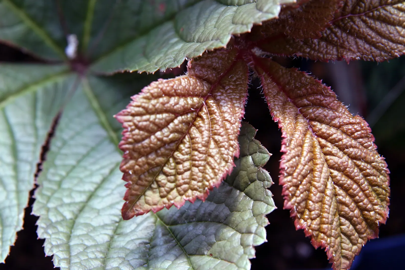 Rodgersia (Rodgersia 'Bronze Peacock') — Distinguished by its robust