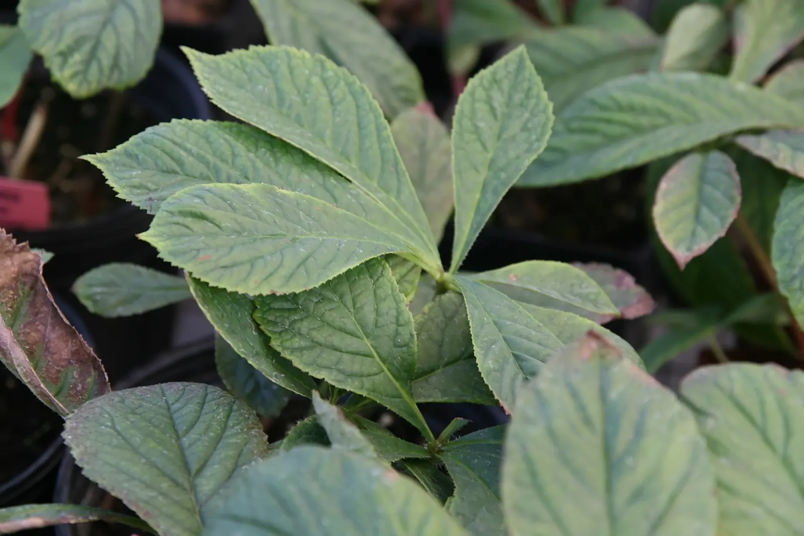 Rodgersia (Rodgersia 'Bronze Peacock') — creating an impressive vertical accent.<br><br>Preferring consistently moist soils