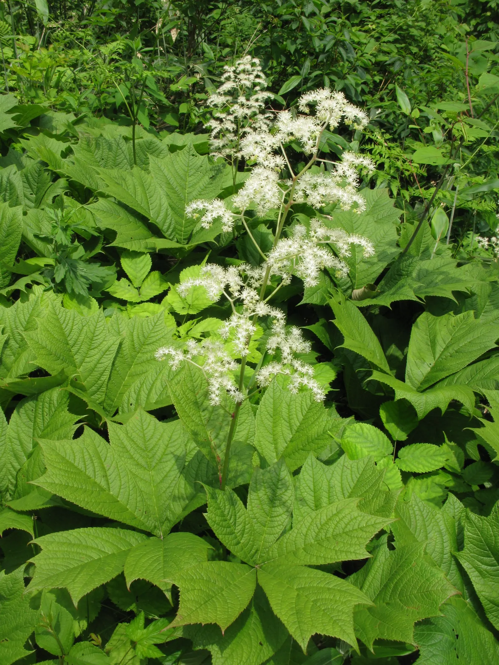 Rodgersia (Rodgersia 'Bronze Peacock') — perennial for half