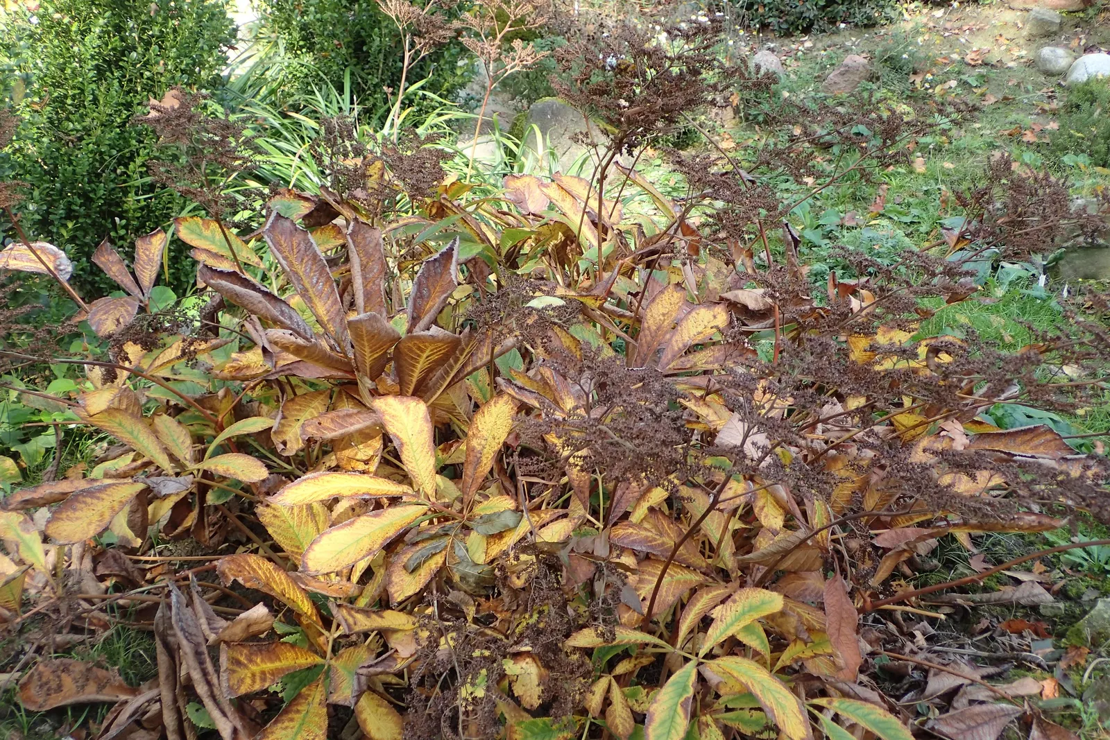 Rodgersia (Rodgersia 'Bronze Peacock') — lush greenery to a garden landscape; perennial for half