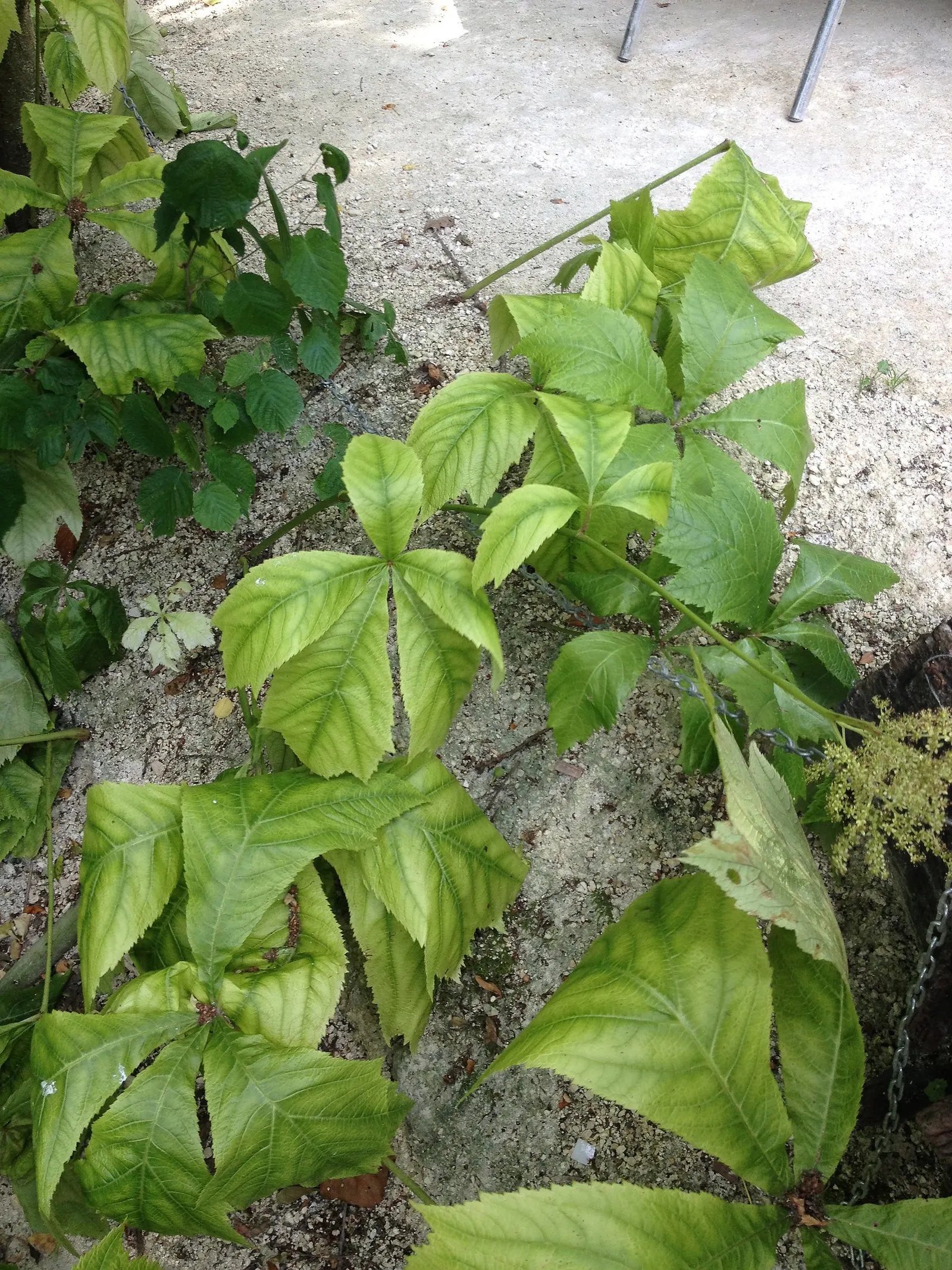 Rodgersia (Rodgersia 'Bronze Peacock') — 'Bronze Peacock' typically grows to about 18 to 24 inches in height; combined with minimal maintenance requirements