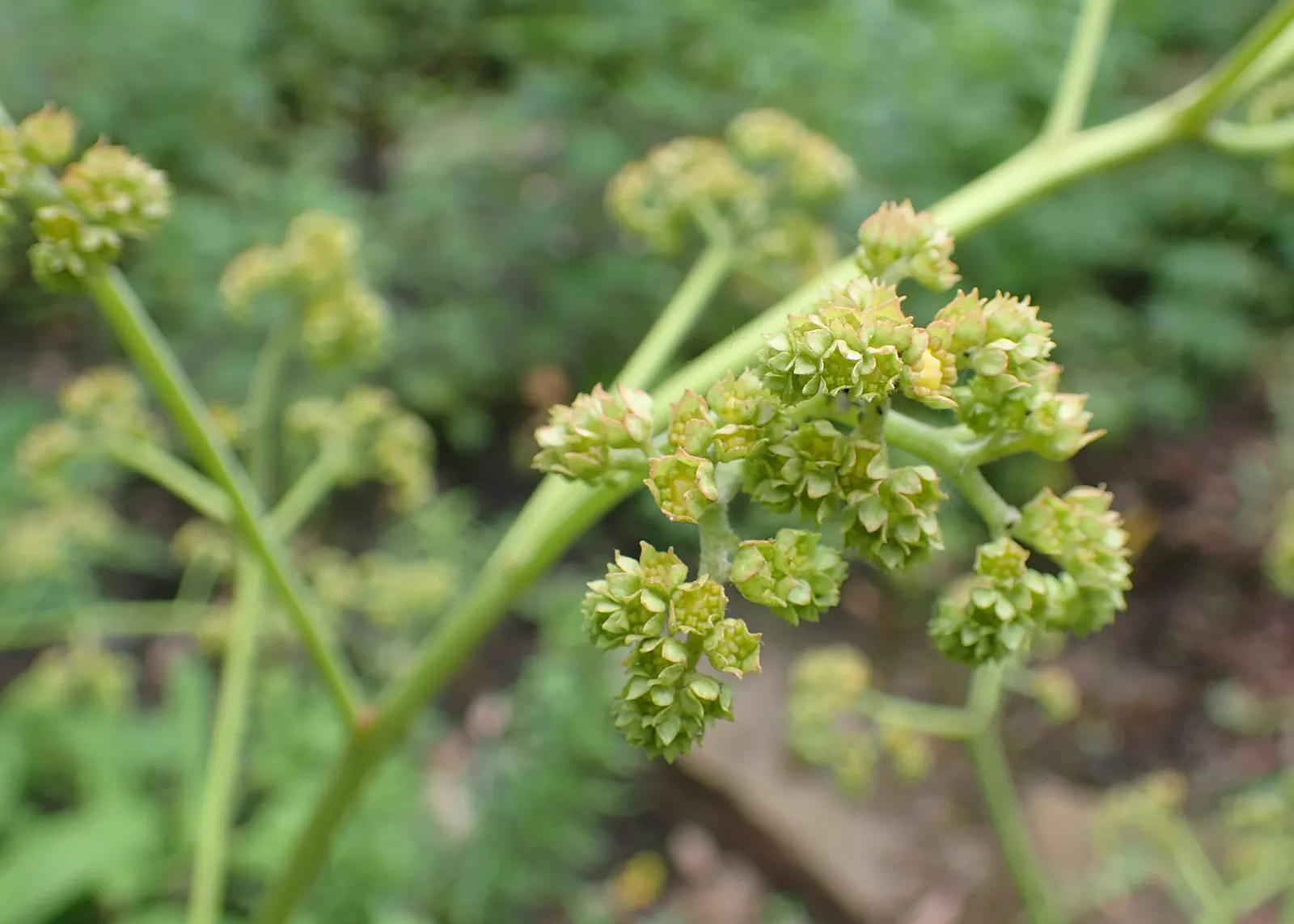 Rodgersia (Rodgersia 'Bronze Peacock') — palmately-compound leaves; pink flowers in the garden