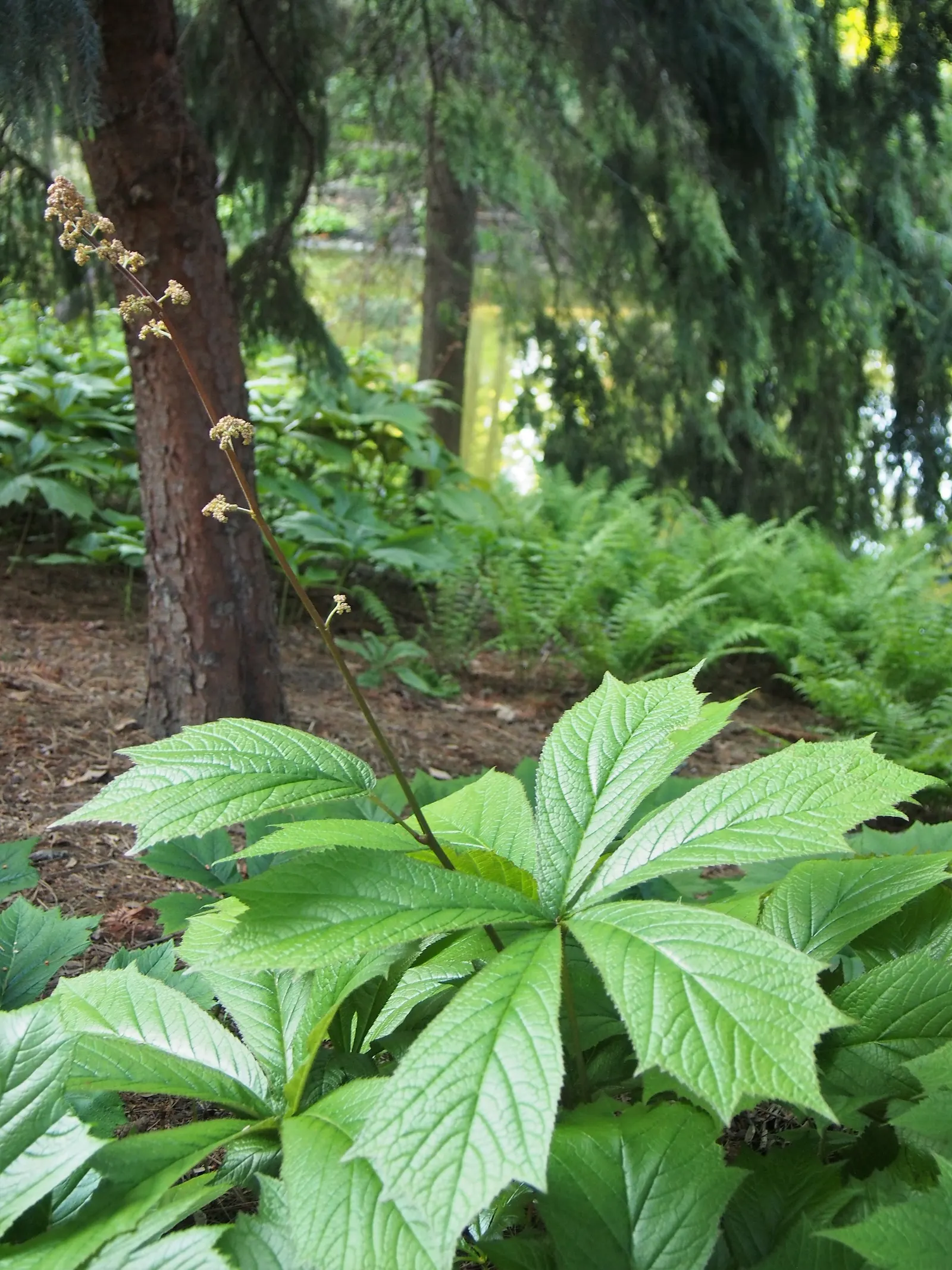 Rodgersia (Rodgersia 'Bronze Peacock') — Rodgersia 'Bronze Peacock' steals the spotlight with its striking