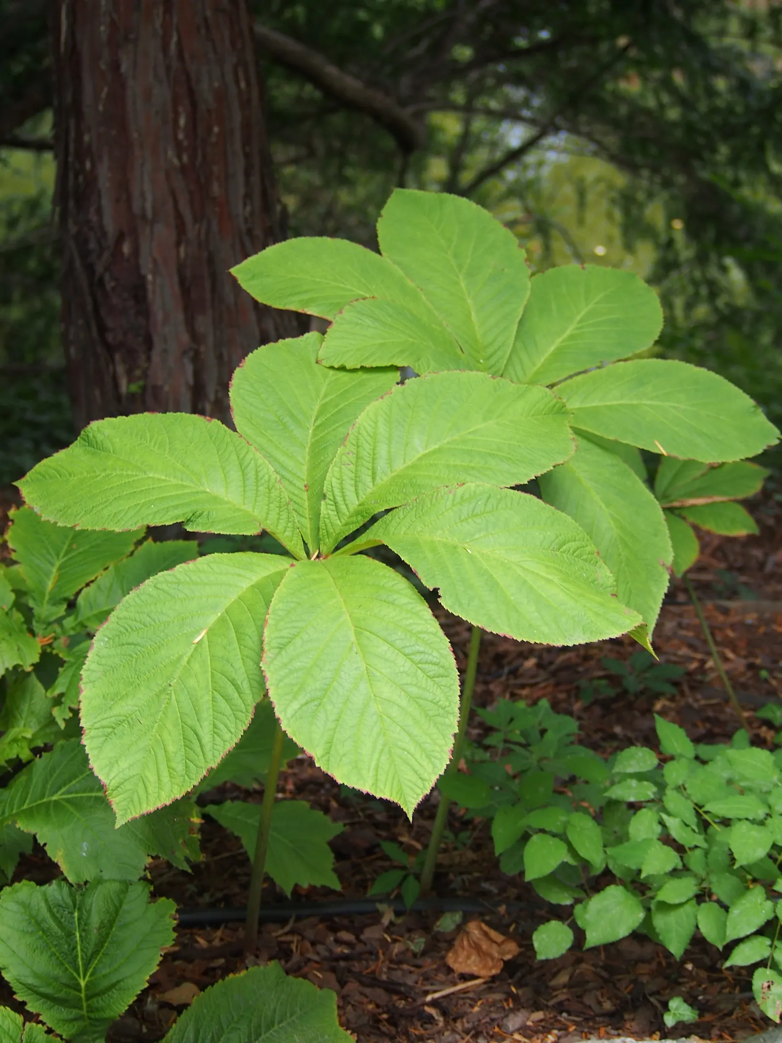 Rodgersia (Rodgersia 'Bronze Peacock') — 'Bronze Peacock' sends up spectacular plumes of tiny
