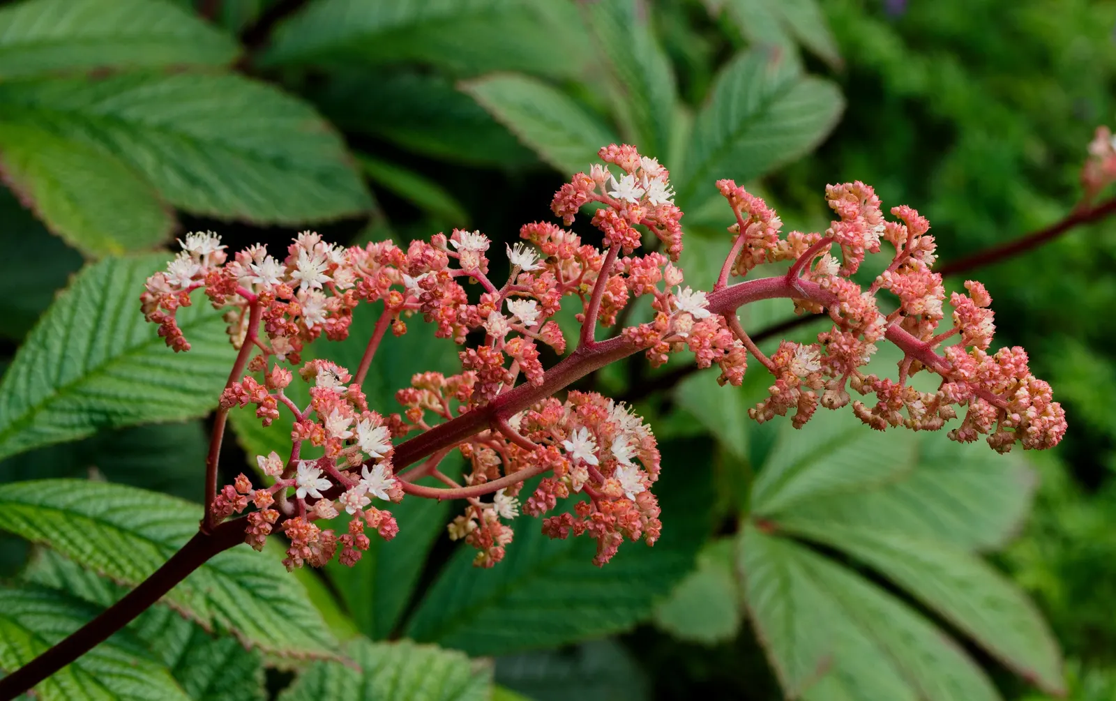 Rodgersia (Rodgersia 'Bronze Peacock') — which can reach up to 2 feet in width