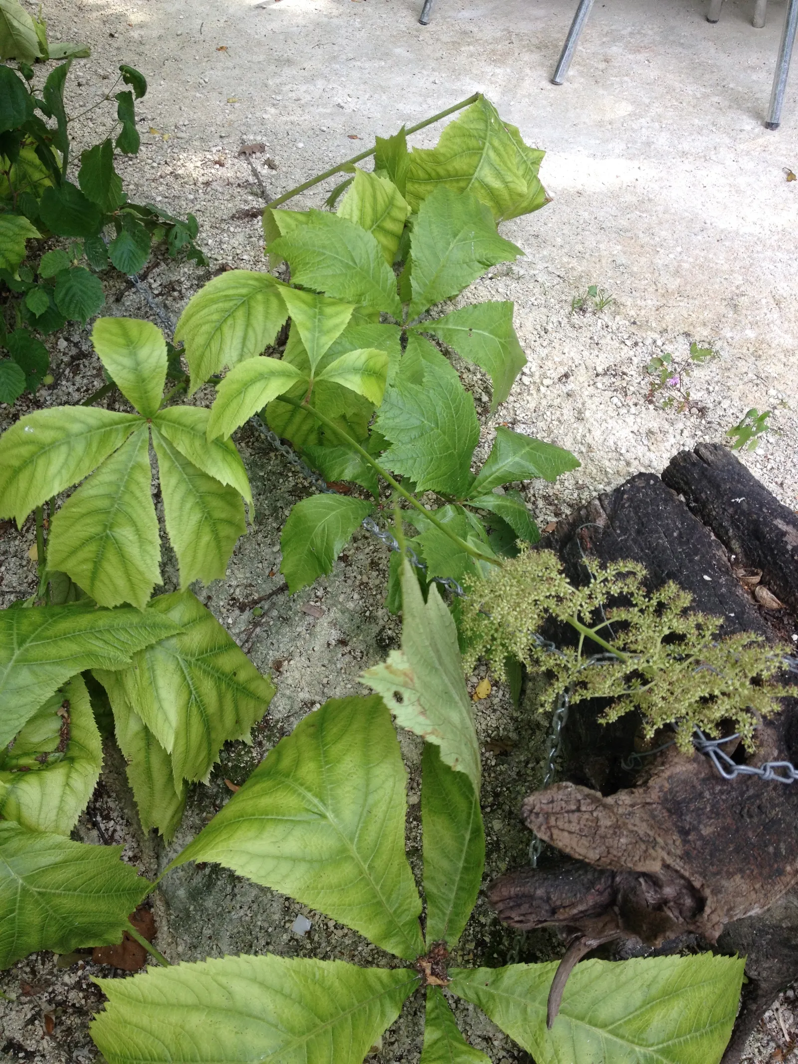 Rodgersia (Rodgersia 'Bronze Peacock') — this plant introduces an exotic texture to any design; creating an impressive vertical accent.<br><br>Preferring