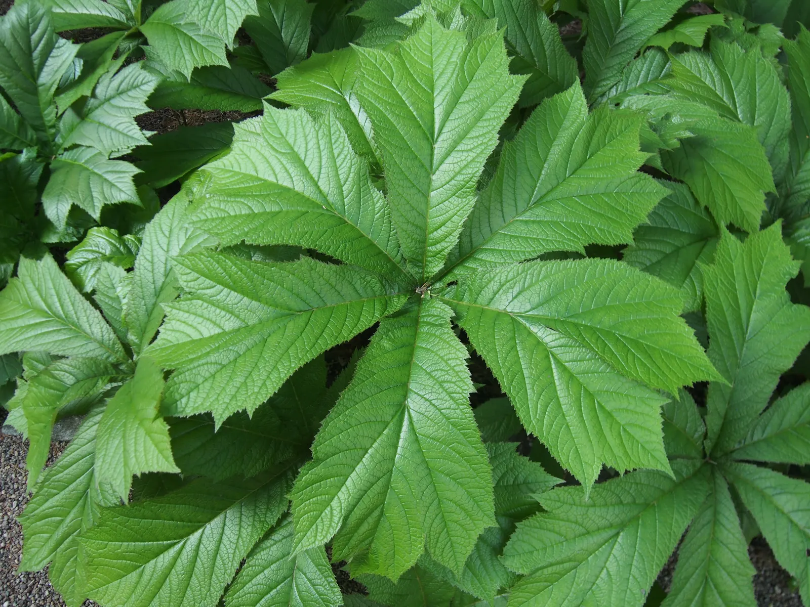 Rodgersia (Rodgersia 'Bronze Peacock') — Distinguished by its robust; a striking herbaceous perennial