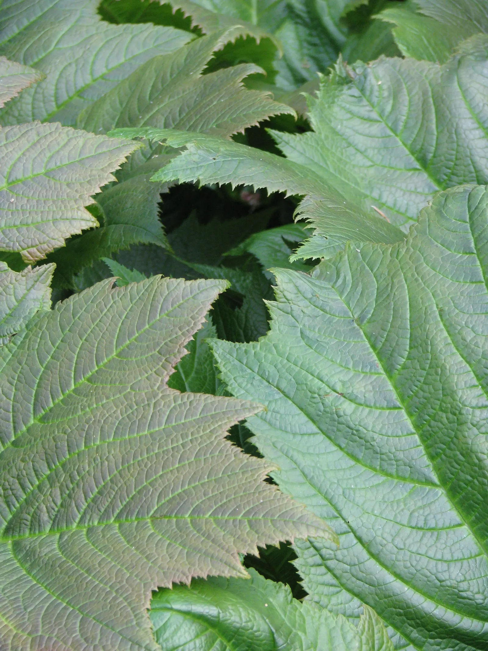 Rodgersia (Rodgersia 'Bronze Peacock') — Hardy and decorative, it's ideal for waterside plantings or woodland gardens; lush greenery to a garden landscape