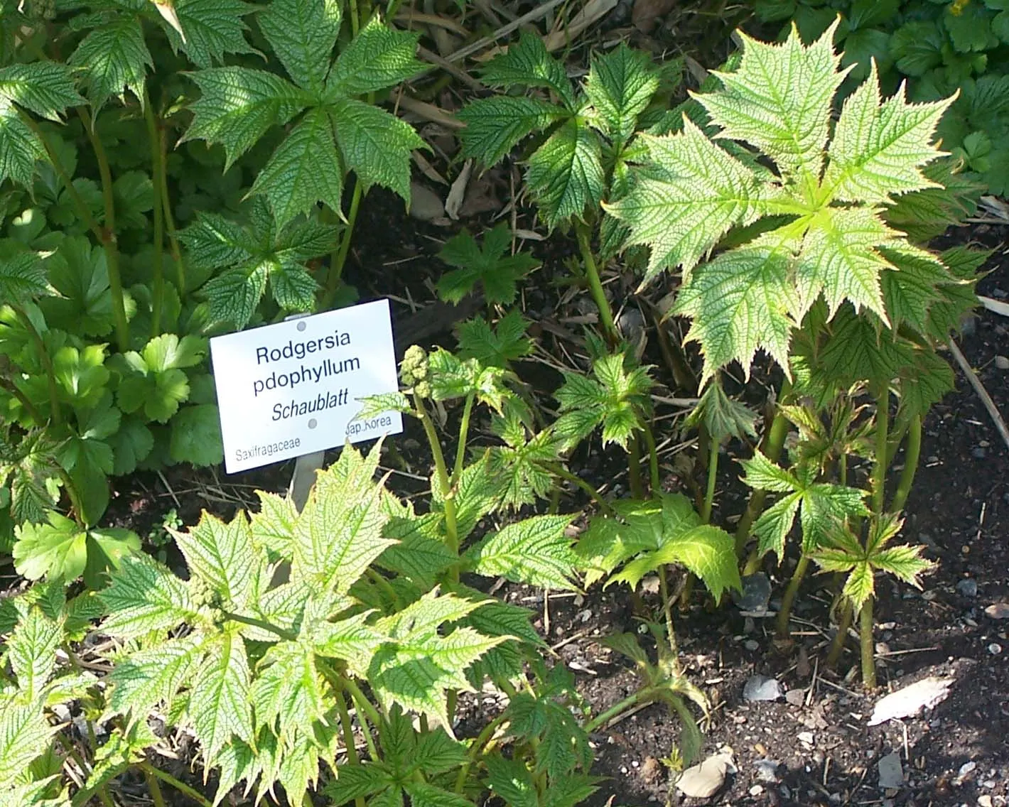 Rodgersia (Rodgersia 'Bronze Peacock') — statuesque foliage that emanates from a central clump; which can reach up to 2 feet in width