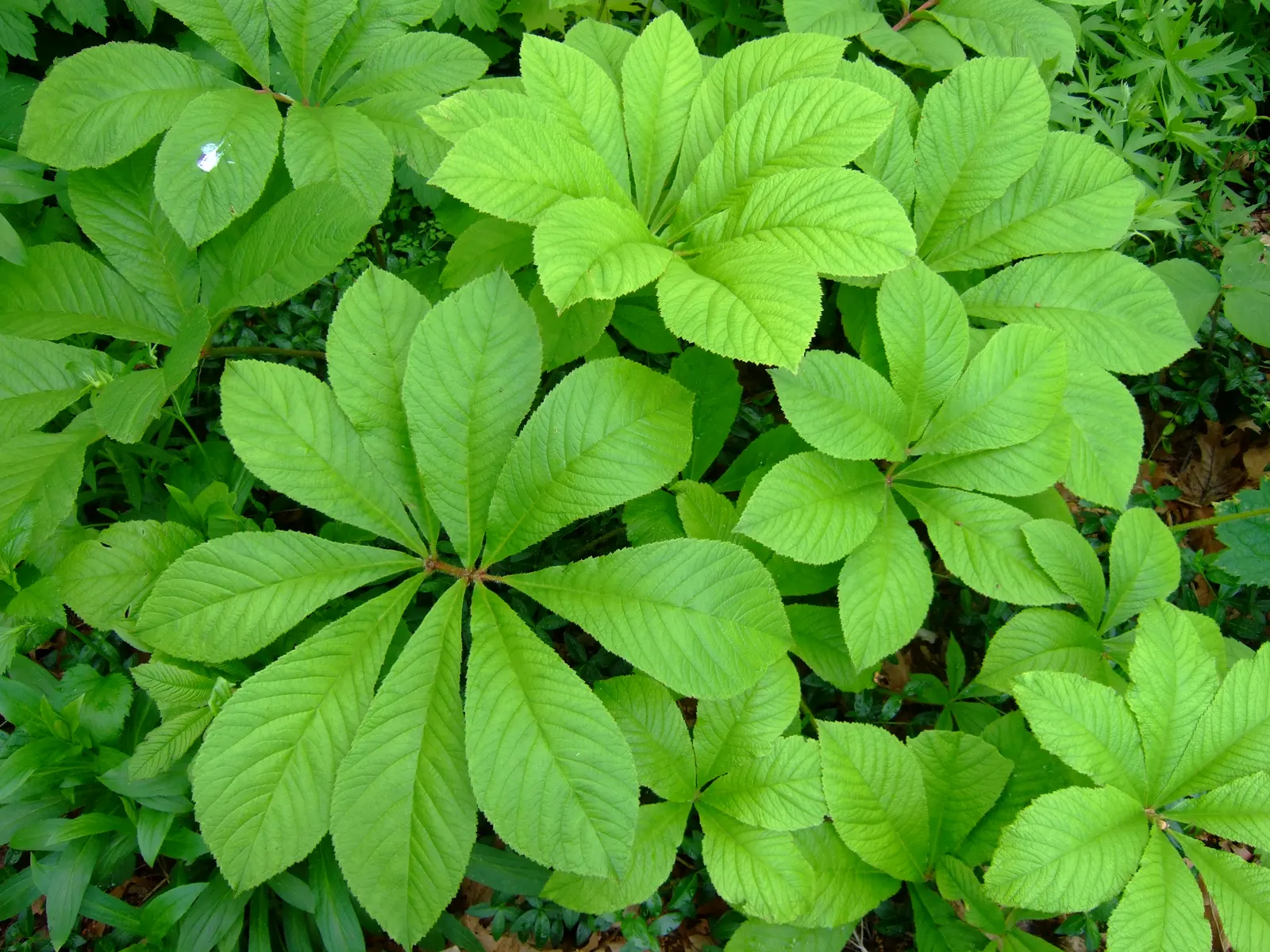 Rodgersia (Rodgersia 'Bronze Peacock') — this cultivar thrives in partial to full shade conditions