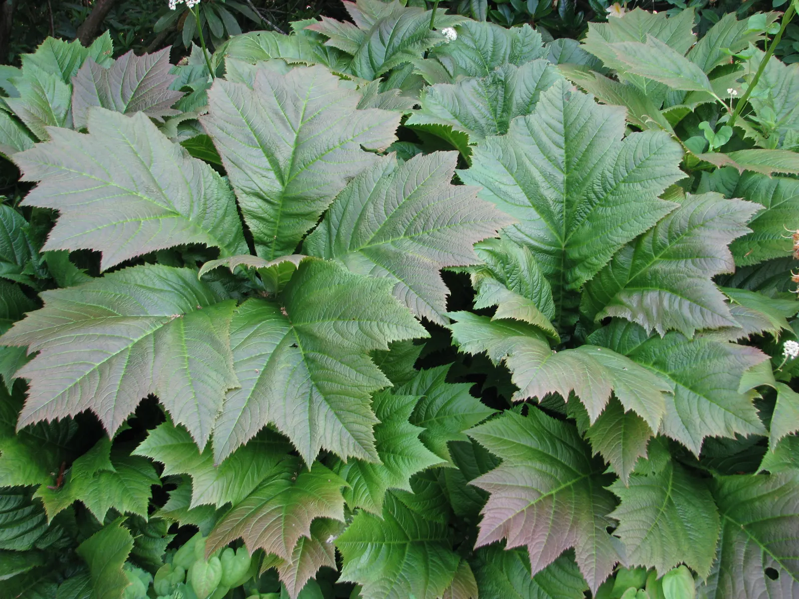 Rodgersia (Rodgersia 'Bronze Peacock') — which can reach up to 2 feet in width; this perennial thrives in partial shade and prefers moist conditions