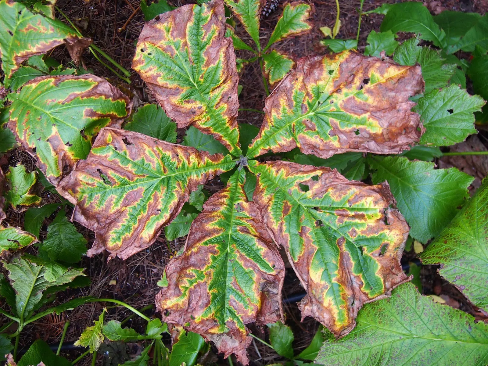 Rodgersia (Rodgersia 'Bronze Peacock') — Hardy and decorative, it's ideal for waterside plantings or woodland gardens
