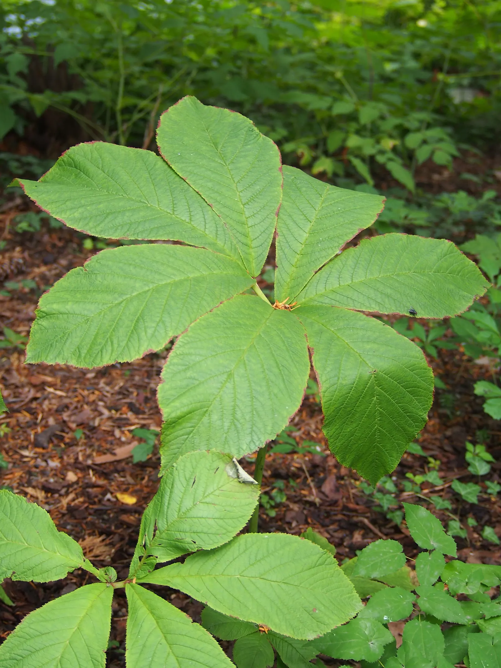 Rodgersia (Rodgersia 'Bronze Peacock') — a striking herbaceous perennial; gradually maturing to a deep green with a metallic sheen.<br><br>One of the more