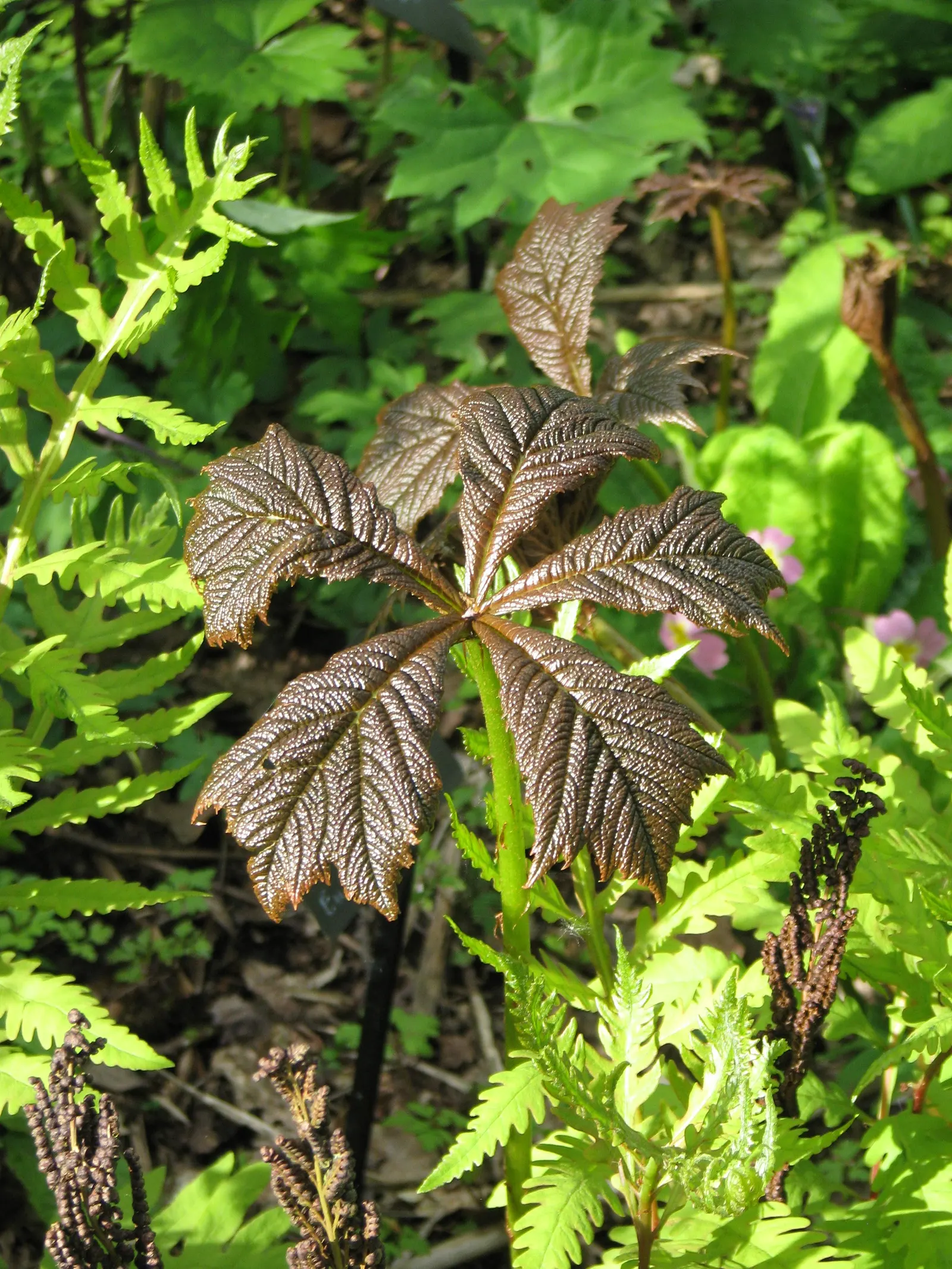 Rodgersia (Rodgersia 'Bronze Peacock') — this plant introduces an exotic texture to any design