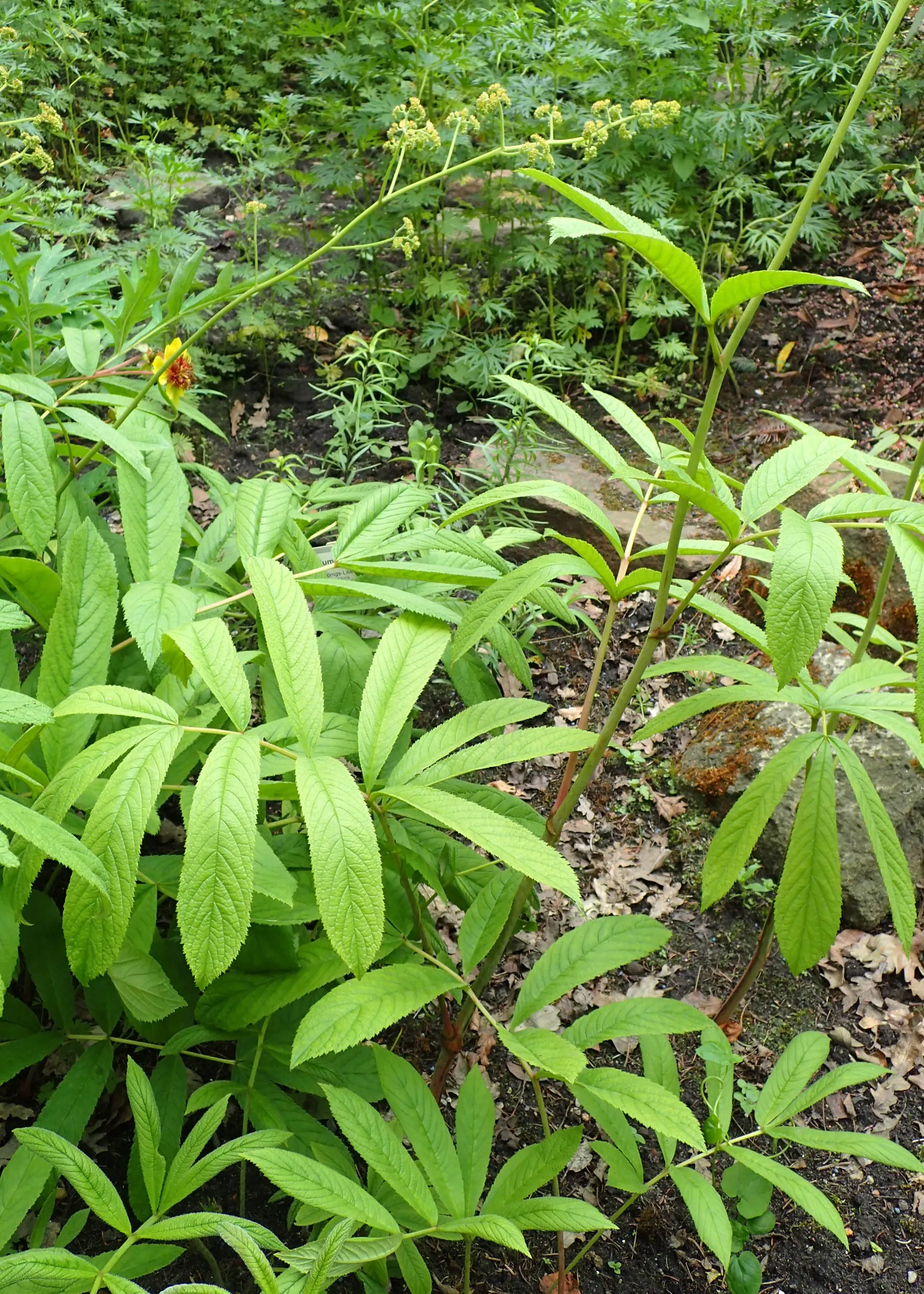 Rodgersia (Rodgersia 'Bronze Peacock') — This perennial thrives in partial shade and prefers moist conditions; textured foliage that emerges an alluring