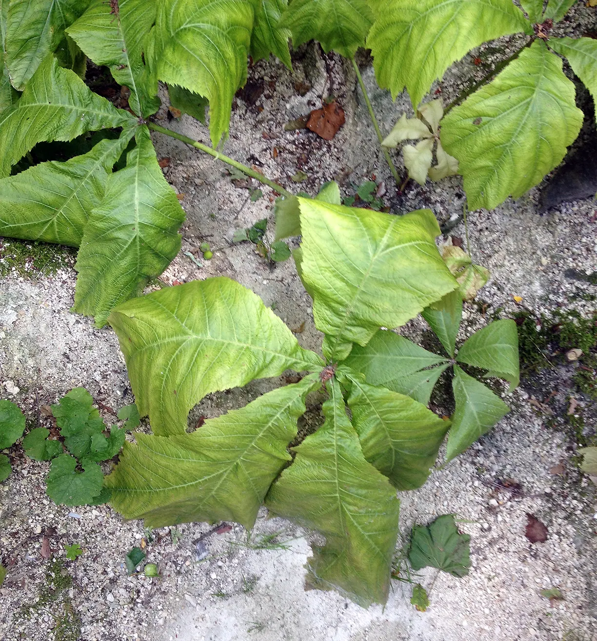 Rodgersia (Rodgersia 'Bronze Peacock') — This perennial thrives in partial shade and prefers moist conditions
