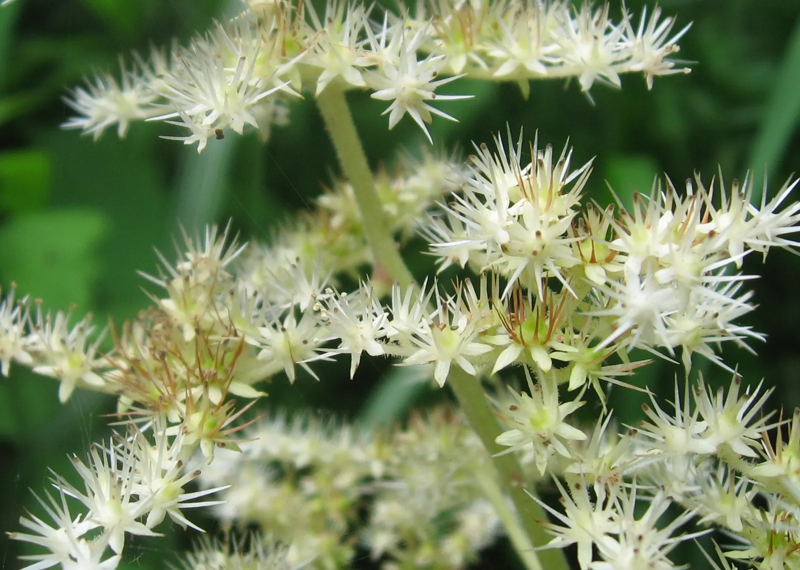 Rodgersia (Rodgersia 'Bronze Peacock') — Rodgersia 'Bronze Peacock' steals the spotlight with its striking; in midsummer, it flaunts creamy-pink, feathery