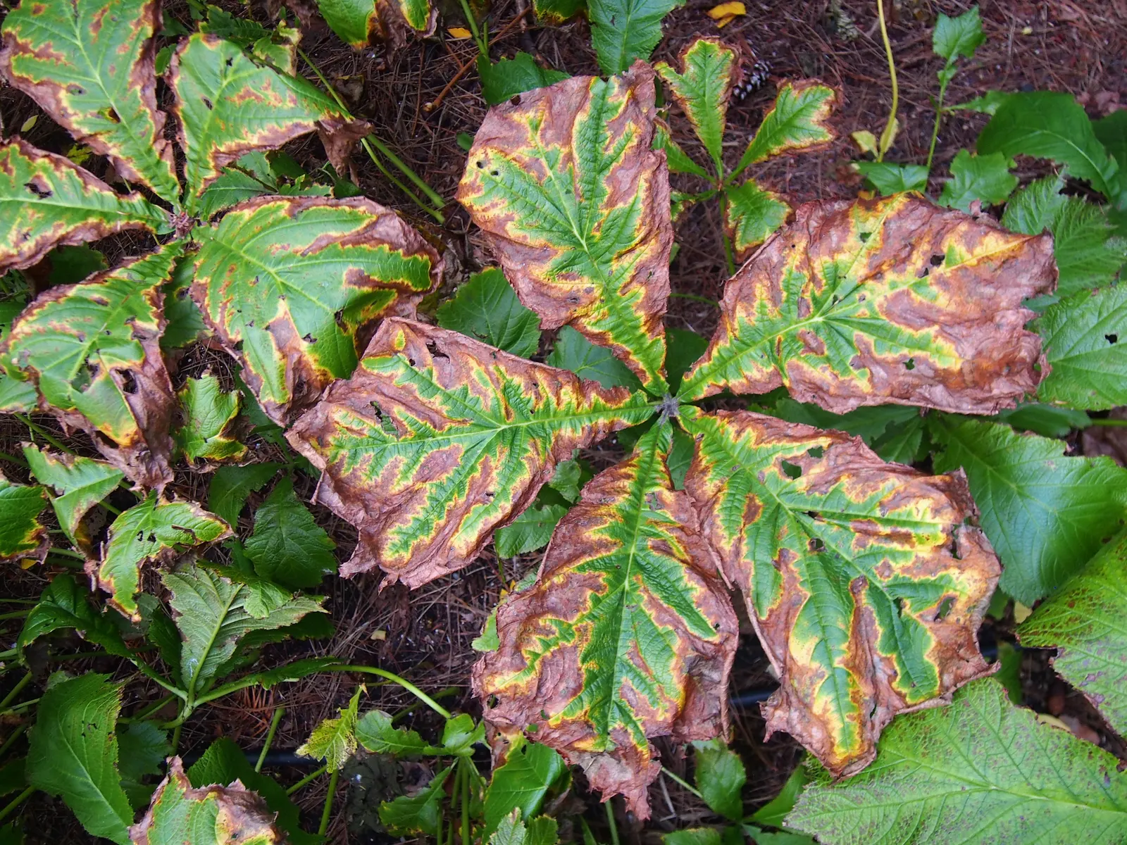 Rodgersia (Rodgersia 'Bronze Peacock') — lush greenery to a garden landscape