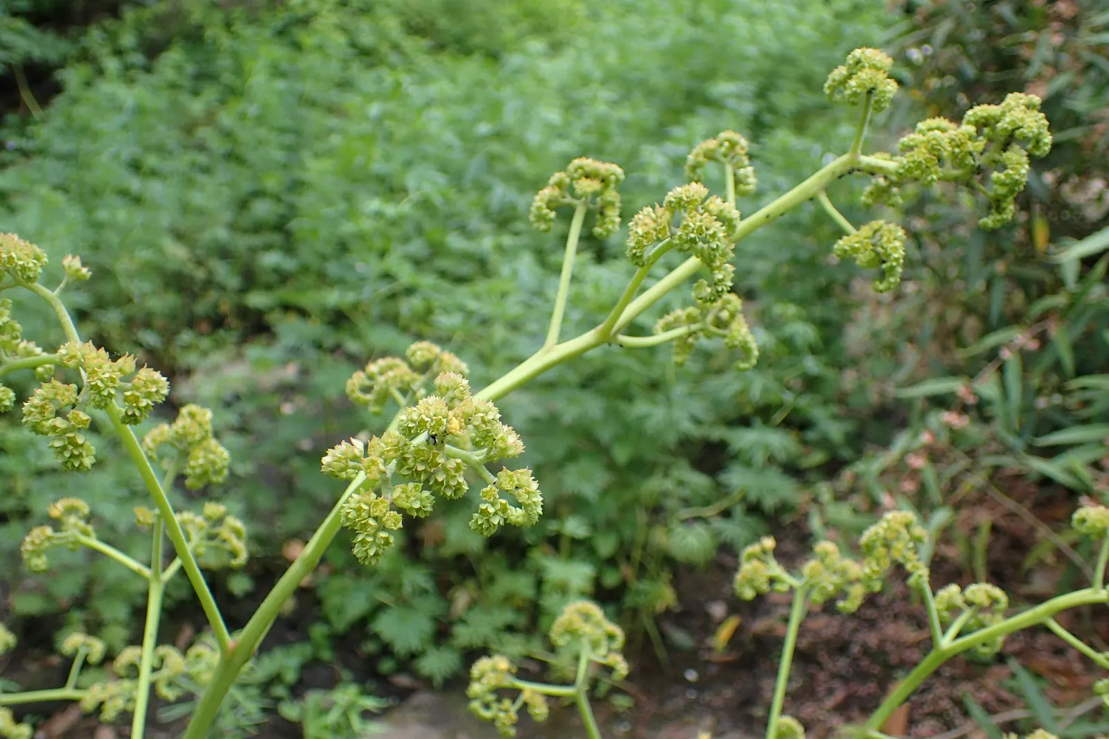 Rodgersia (Rodgersia 'Bronze Peacock') — renders it a valuable addition to a low-effort